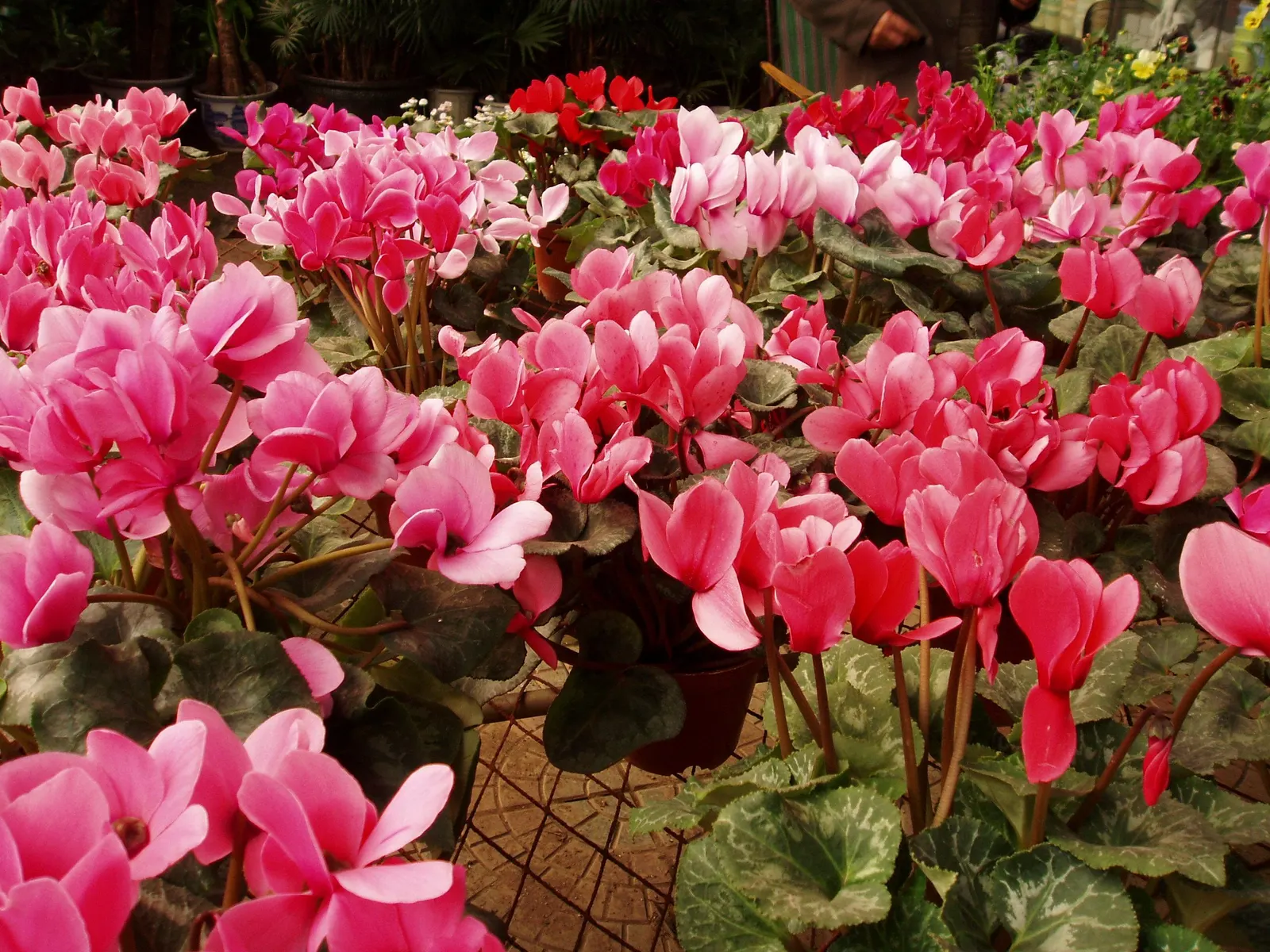 Florists' Cyclamen (Cyclamen Persicum) — During its blooming season; it is recommended to either overwinter the plants indoors or treat them as seasonal