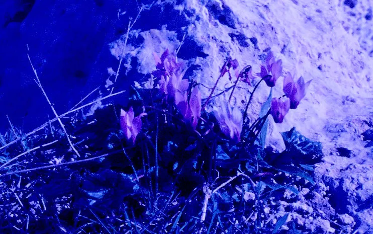 Florists' Cyclamen (Cyclamen Persicum) — perennial for deep shade or shade