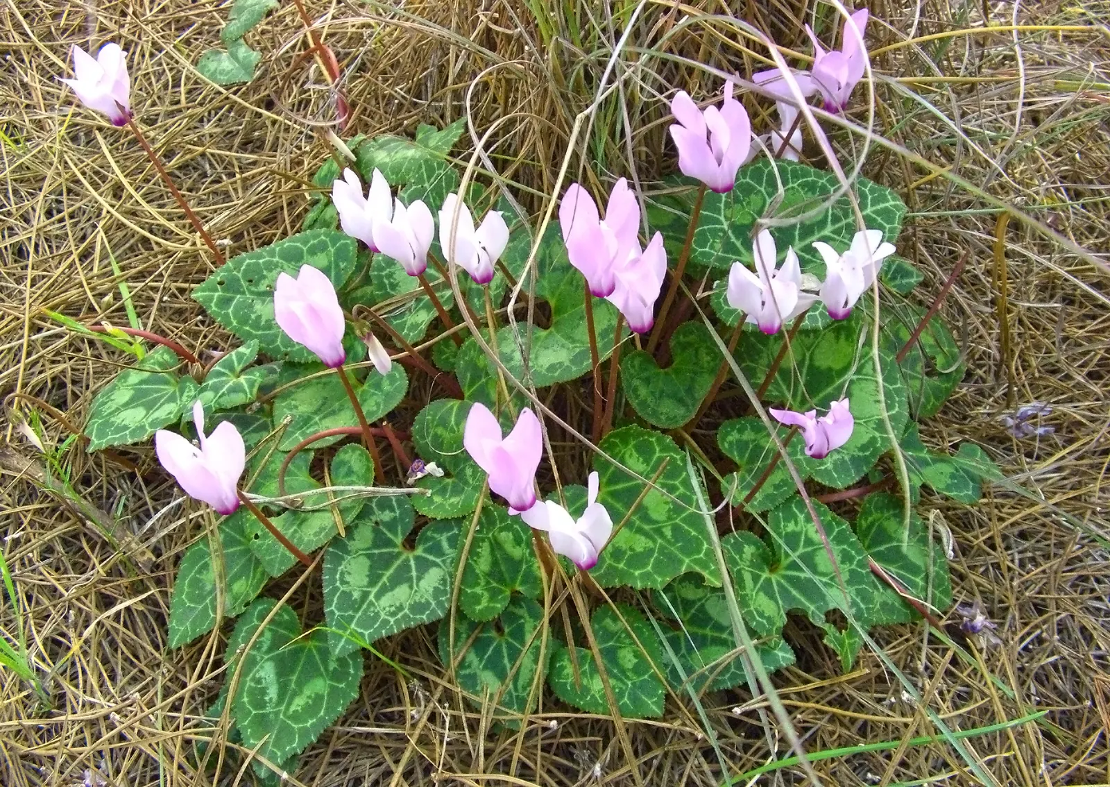 Florists' Cyclamen (Cyclamen Persicum) — Use in borders or as a charming container specimen; hardy in USDA zones 9-11, it provides striking color when most