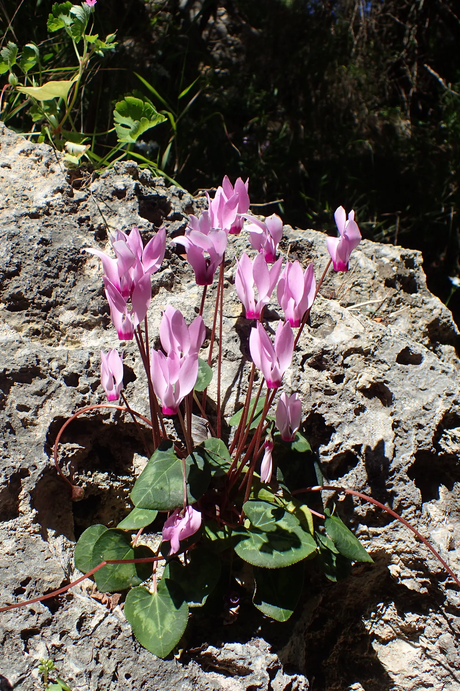 Florists' Cyclamen (Cyclamen Persicum) — <br><br>Keep in mind that while this plant is a perennial in its native range; flourishing in cooler, image 78