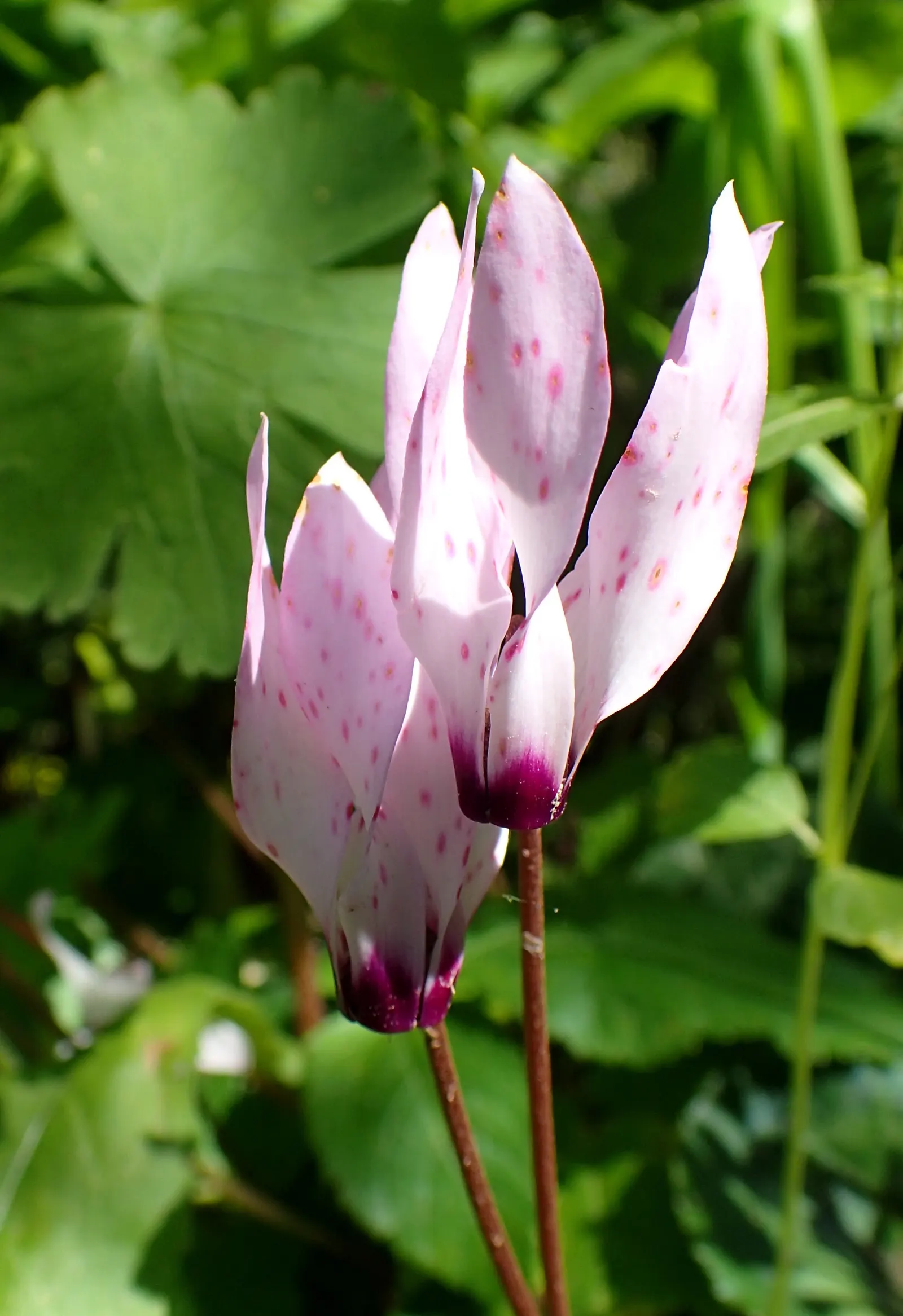 Florists' Cyclamen (Cyclamen Persicum) — flourishing in cooler climates and preferring temperatures between 40&deg;F to 68&deg;F