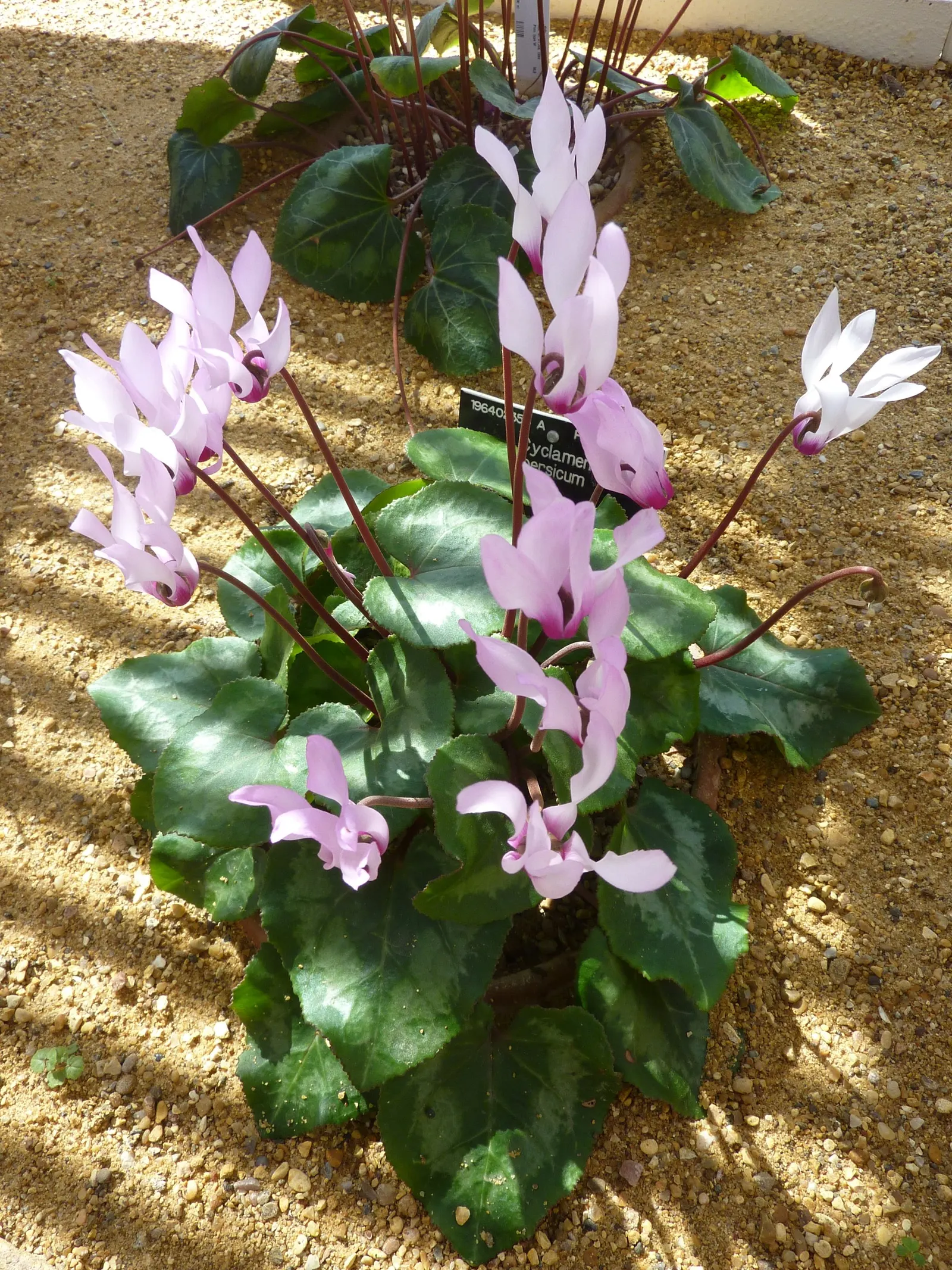 Florists' Cyclamen (Cyclamen Persicum) — When informing the client; hardy in USDA zones 9-11, it provides striking color when most plants are, image 77