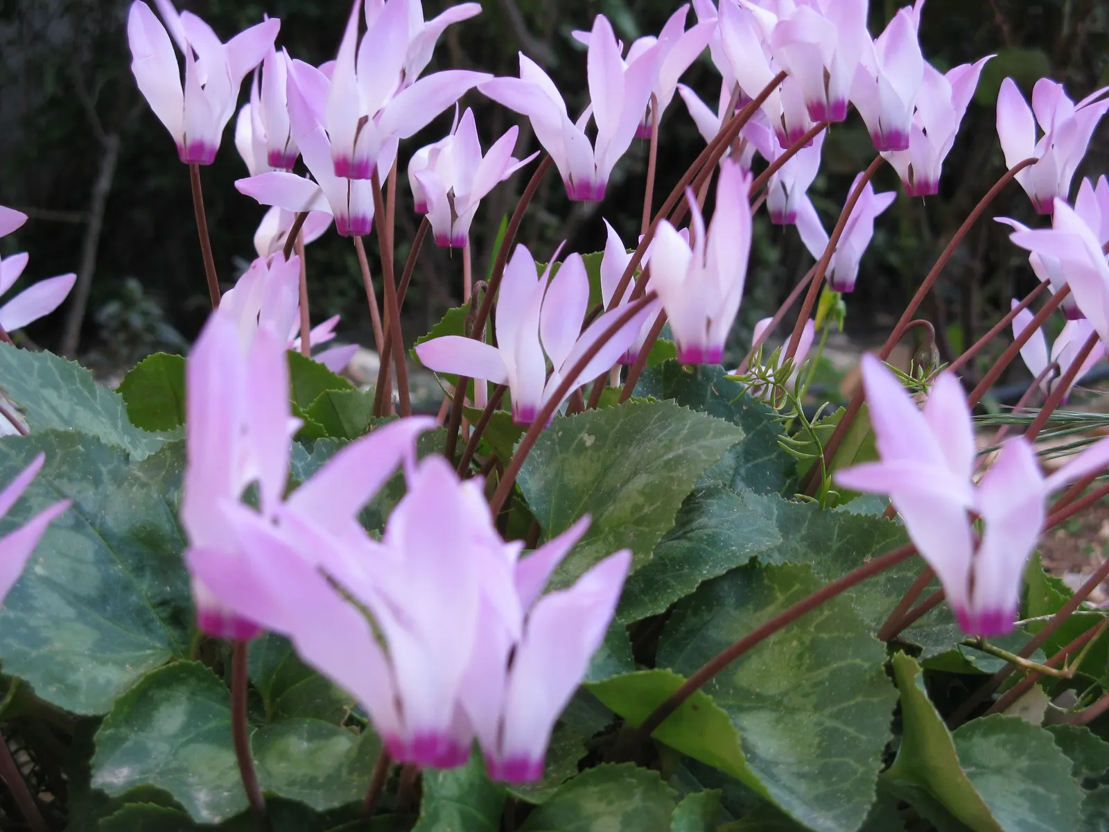 Florists' Cyclamen (Cyclamen Persicum) — away from direct midday sun; hardy in USDA zones 9-11, it provides striking color when most plants are dormant
