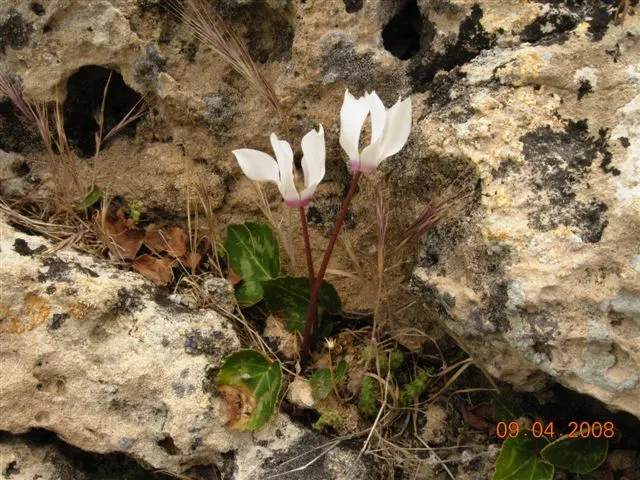 Florists' Cyclamen (Cyclamen Persicum) — Cyclamen persicum thrives in USDA Hardiness Zones 9 to 11; flourishing in cooler climates and preferring temperatures