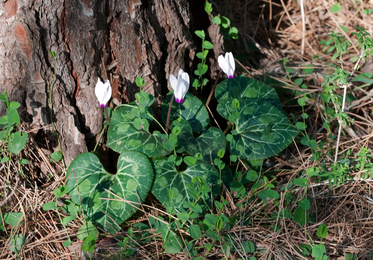 Florists' Cyclamen (Cyclamen Persicum) — perennial with pink blooms