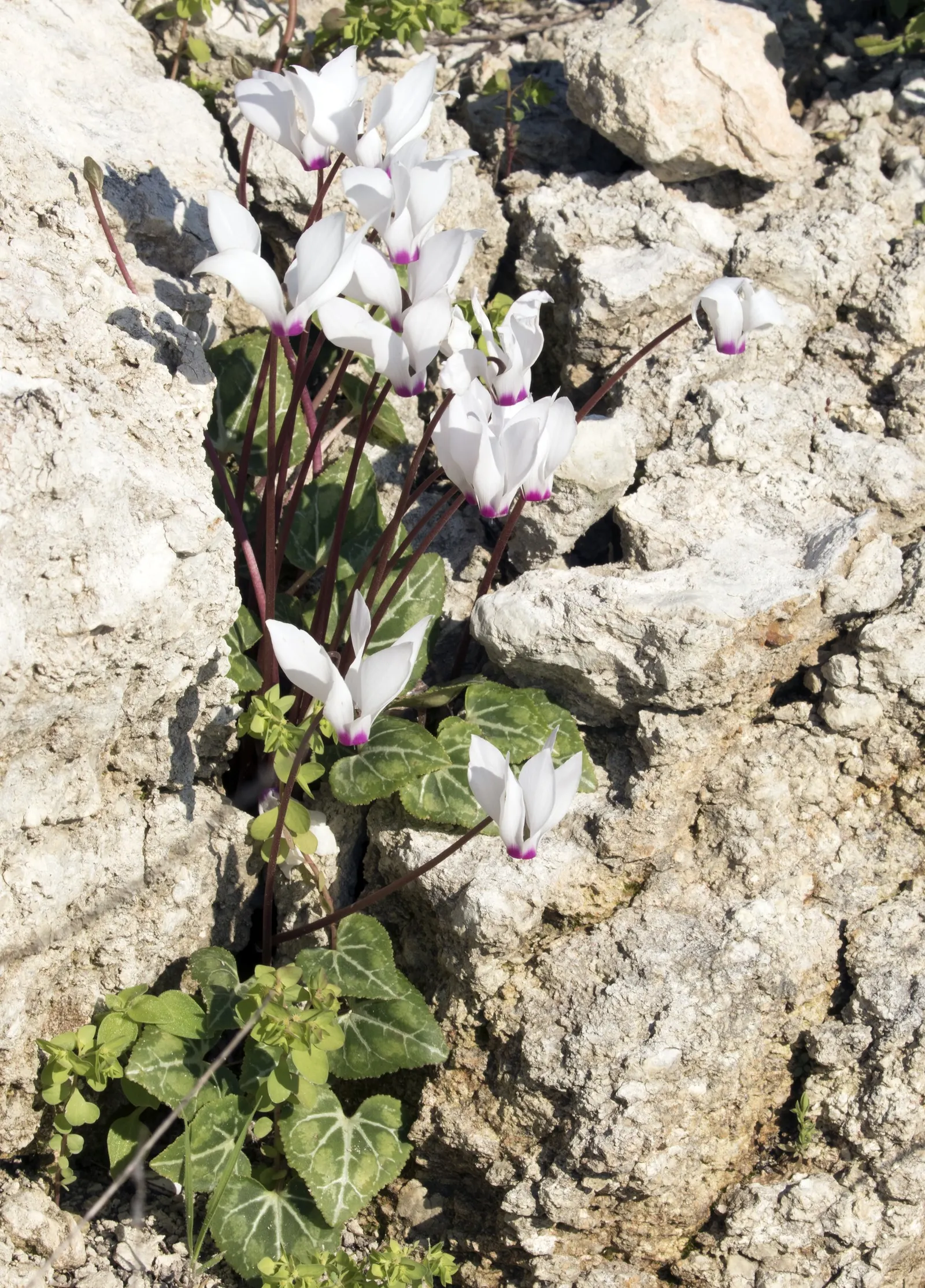 Florists' Cyclamen (Cyclamen Persicum) — <br><br>Keep in mind that while this plant is a perennial in its native range