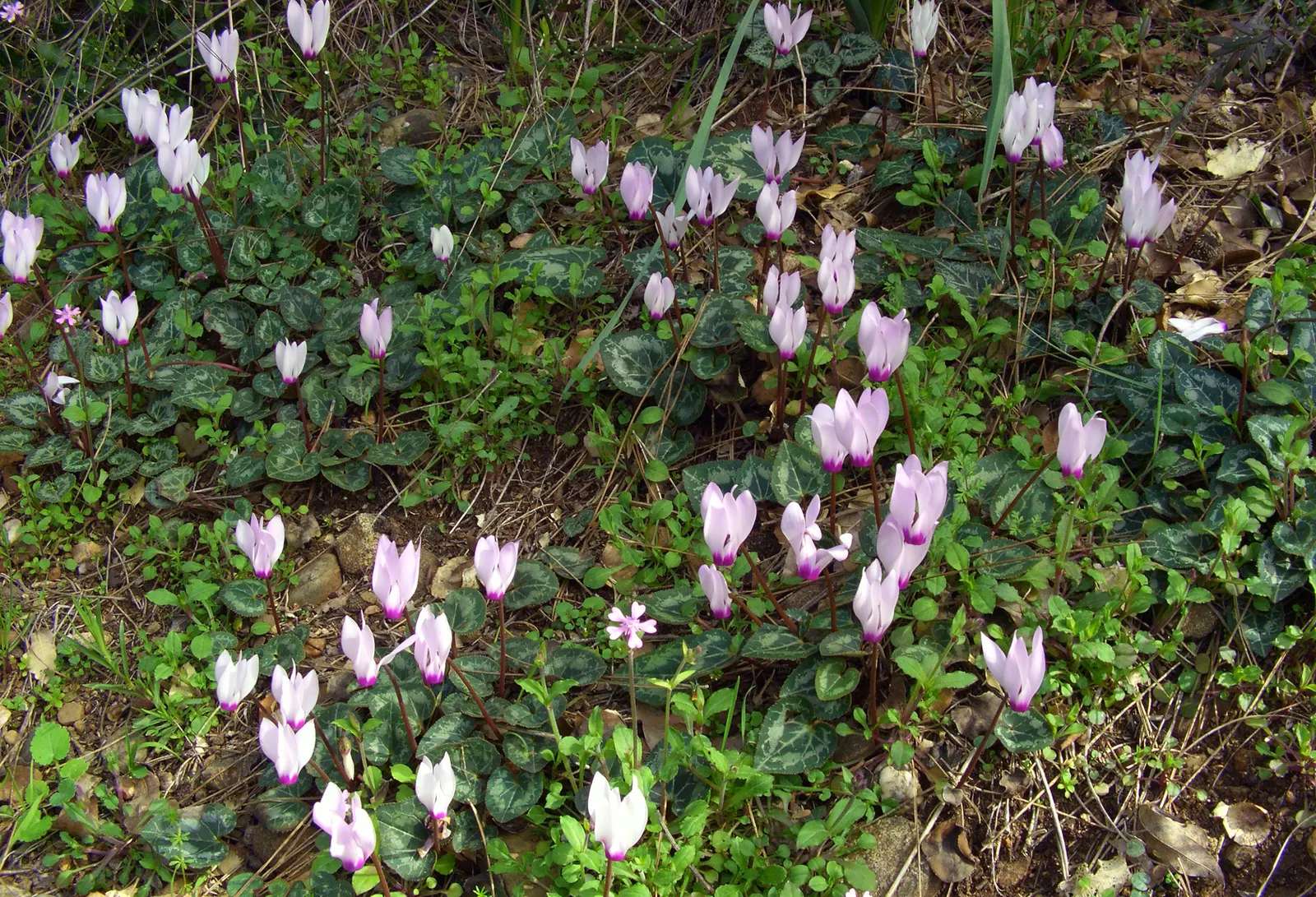 Florists' Cyclamen (Cyclamen Persicum) — Use in borders or as a charming container specimen