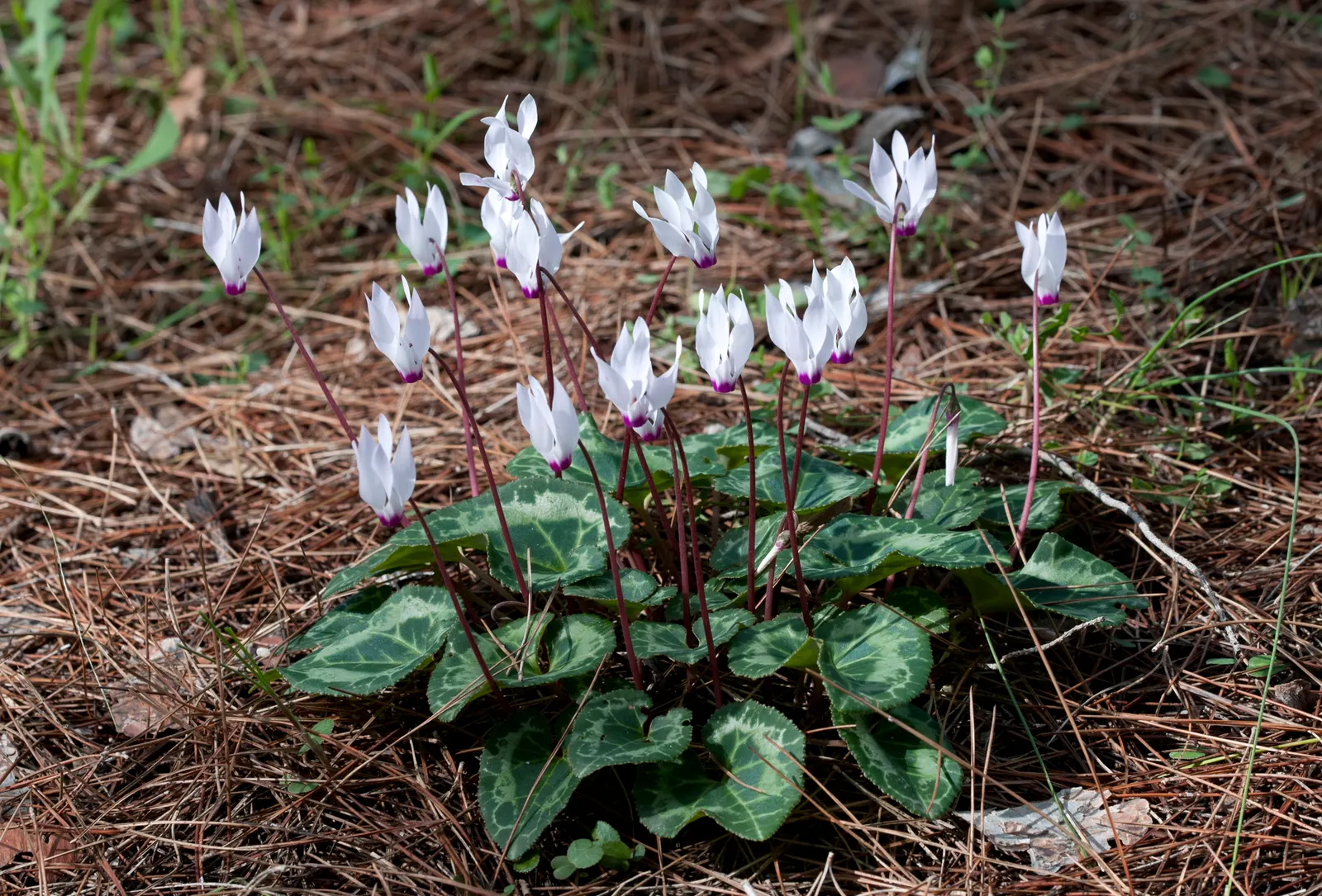 Florists' Cyclamen (Cyclamen Persicum) — Hardy in USDA zones 9-11, it provides striking color when most plants are dormant
