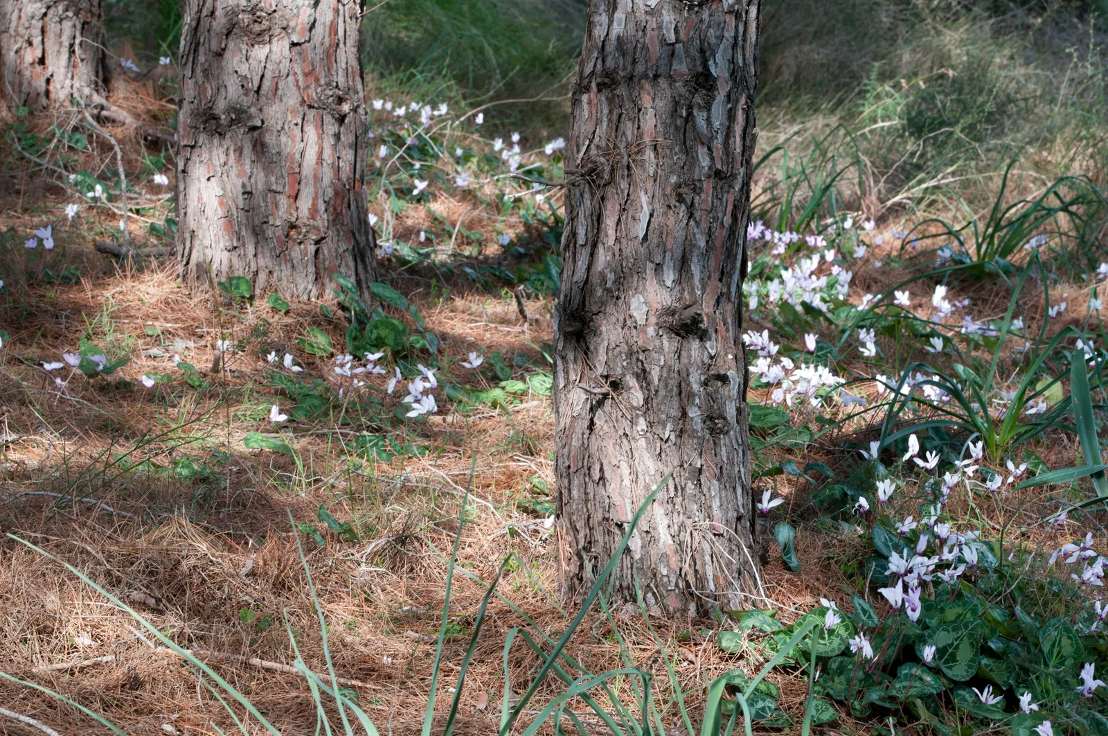 Florists' Cyclamen (Cyclamen Persicum) — it is recommended to either overwinter the plants indoors or treat them as seasonal additions to the, image 109