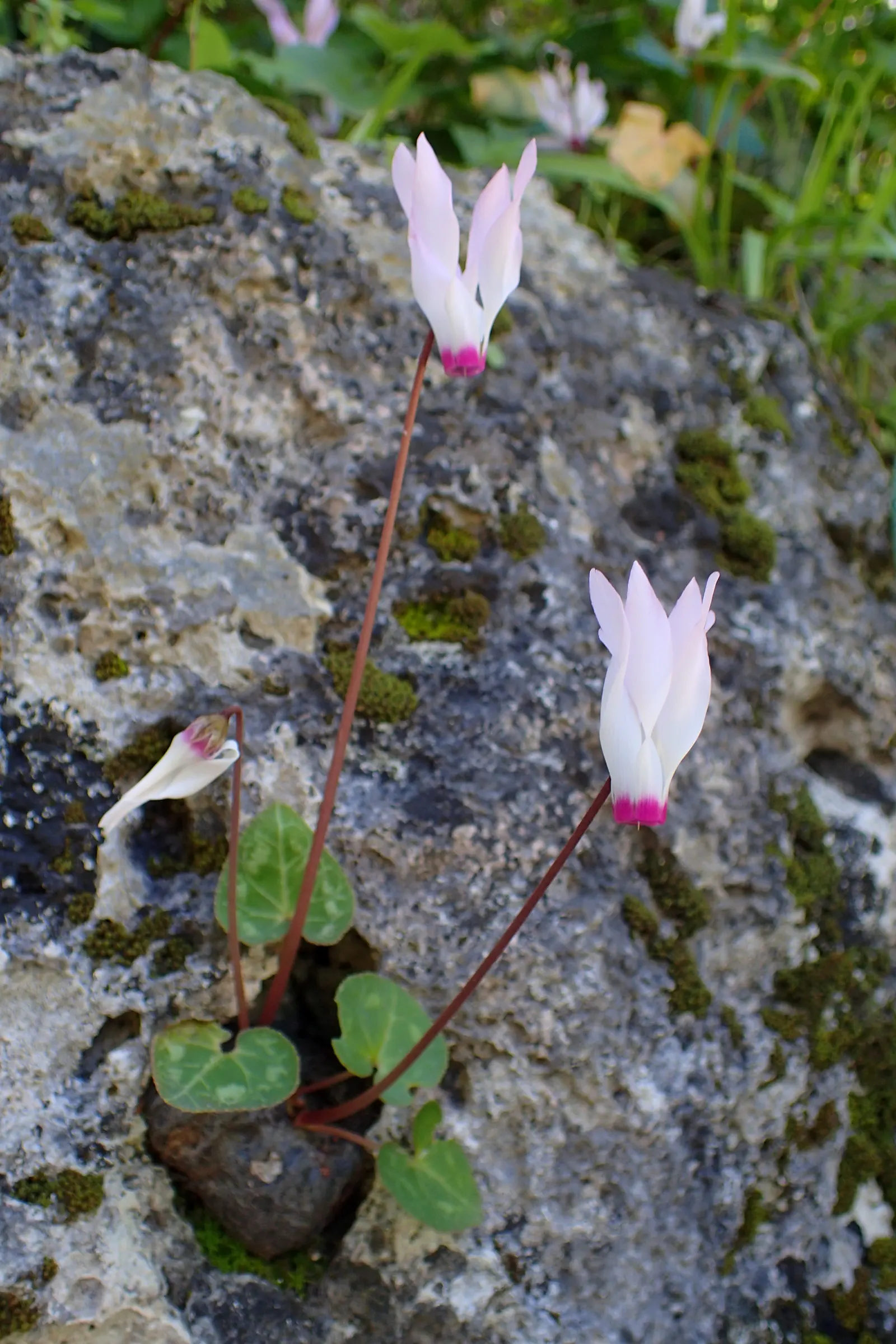 Florists' Cyclamen (Cyclamen Persicum) — perennial with pink blooms; to ensure optimal growth, maintain evenly moist, but not saturated, soil conditions
