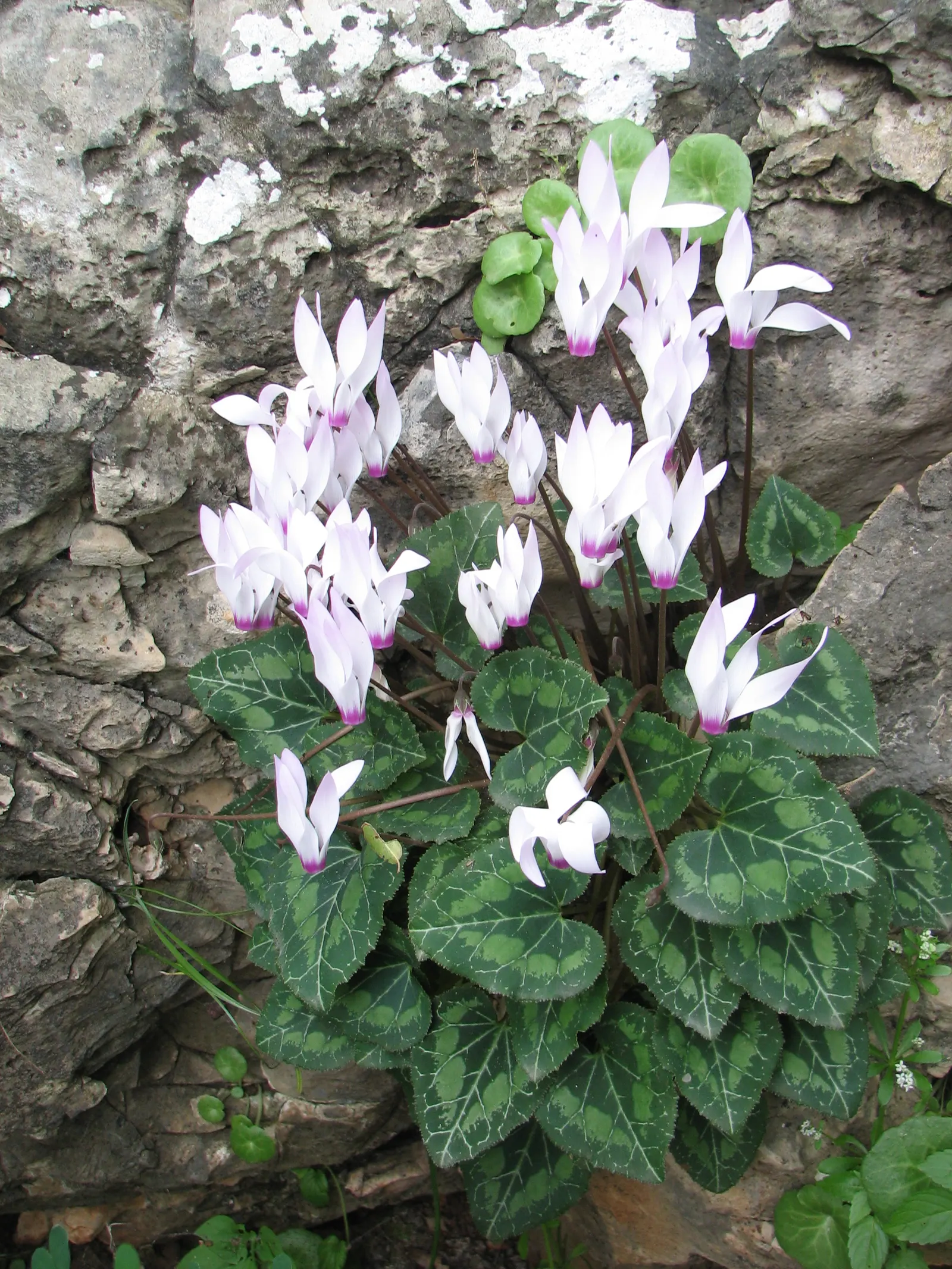 Florists' Cyclamen (Cyclamen Persicum) — away from direct midday sun