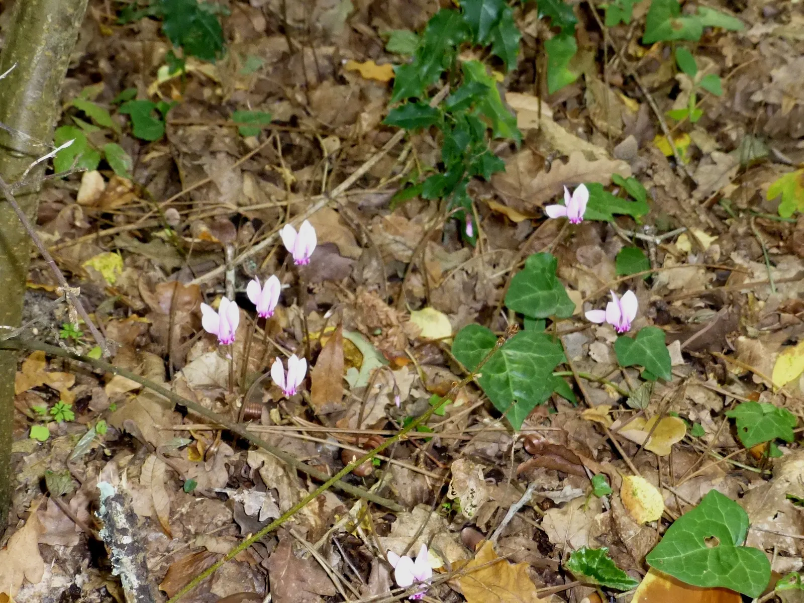 Florists' Cyclamen (Cyclamen Persicum) — it is often treated as an annual or a houseplant; to ensure optimal growth, maintain evenly moist, but not saturated