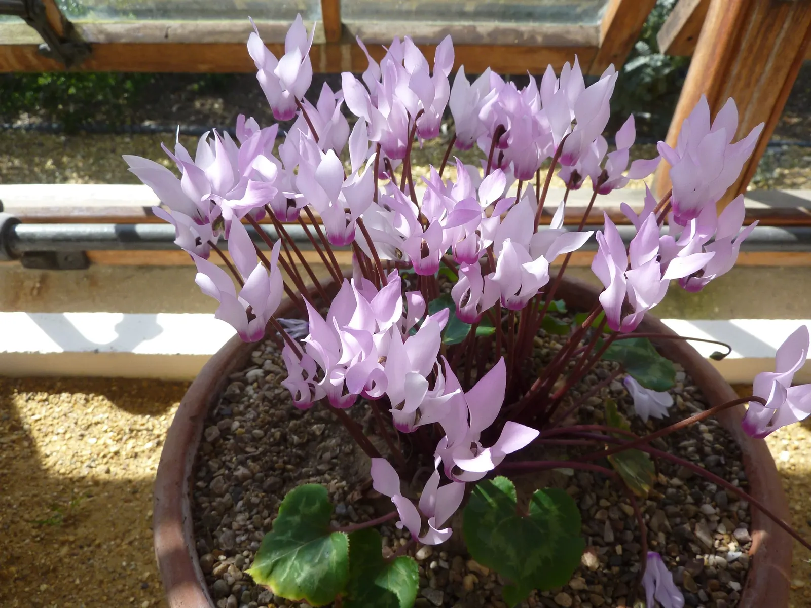 Florists' Cyclamen (Cyclamen Persicum) — Hardy in USDA zones 9-11, it provides striking color when most plants are dormant; it is recommended to, image 88