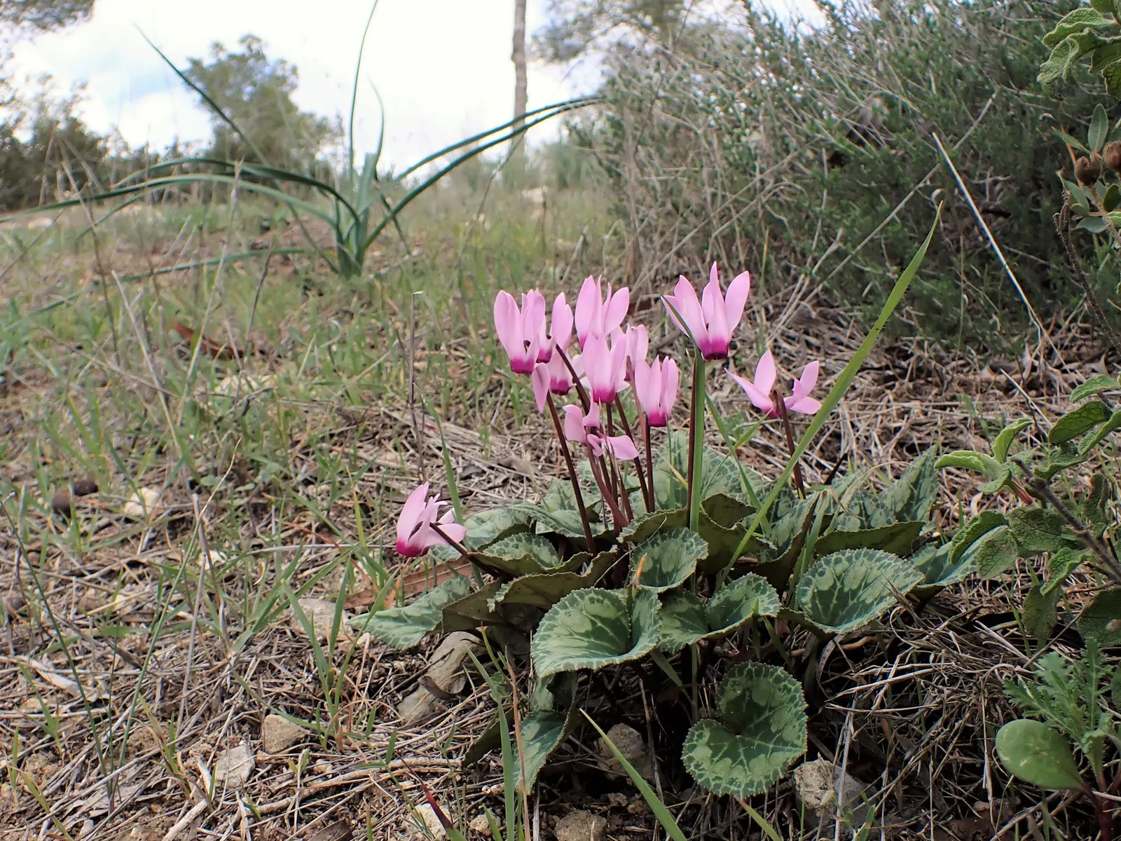 Florists' Cyclamen (Cyclamen Persicum) — perennial with pink blooms; to ensure optimal growth, maintain evenly moist, but not saturated, soil, image 83