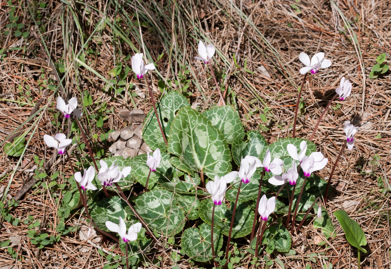 Florists' Cyclamen (Cyclamen Persicum) — it is recommended to either overwinter the plants indoors or treat them as seasonal additions to the garden; hardy in