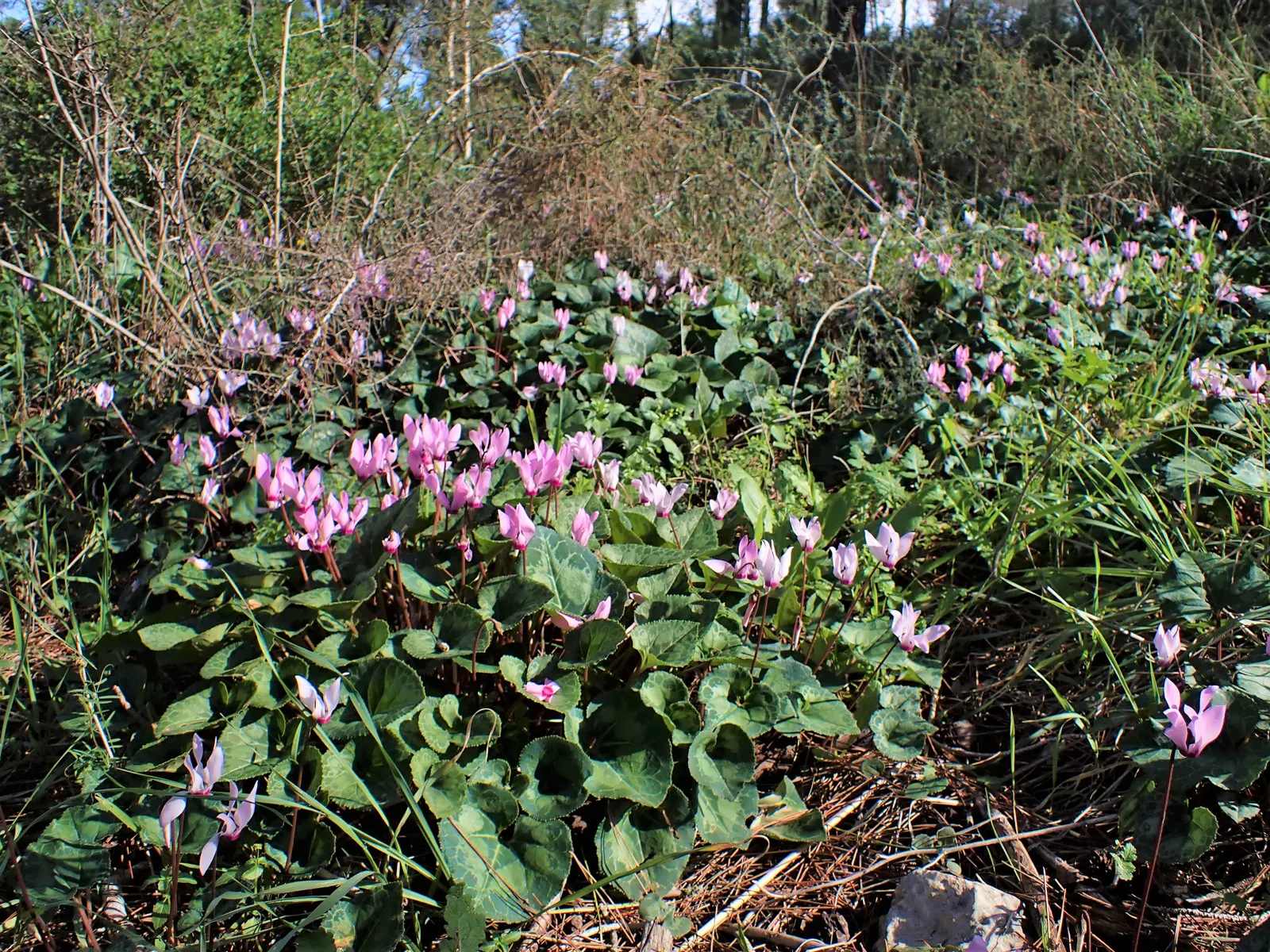 Florists' Cyclamen (Cyclamen Persicum) — Cyclamen persicum thrives in USDA Hardiness Zones 9 to 11