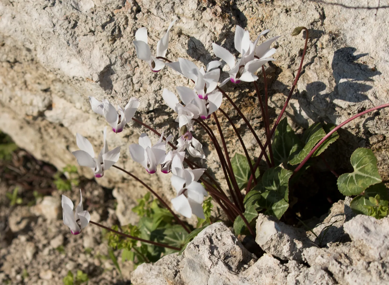 Florists' Cyclamen (Cyclamen Persicum) — which can span from late winter to early spring; hardy in USDA zones 9-11, it provides striking color when most plants