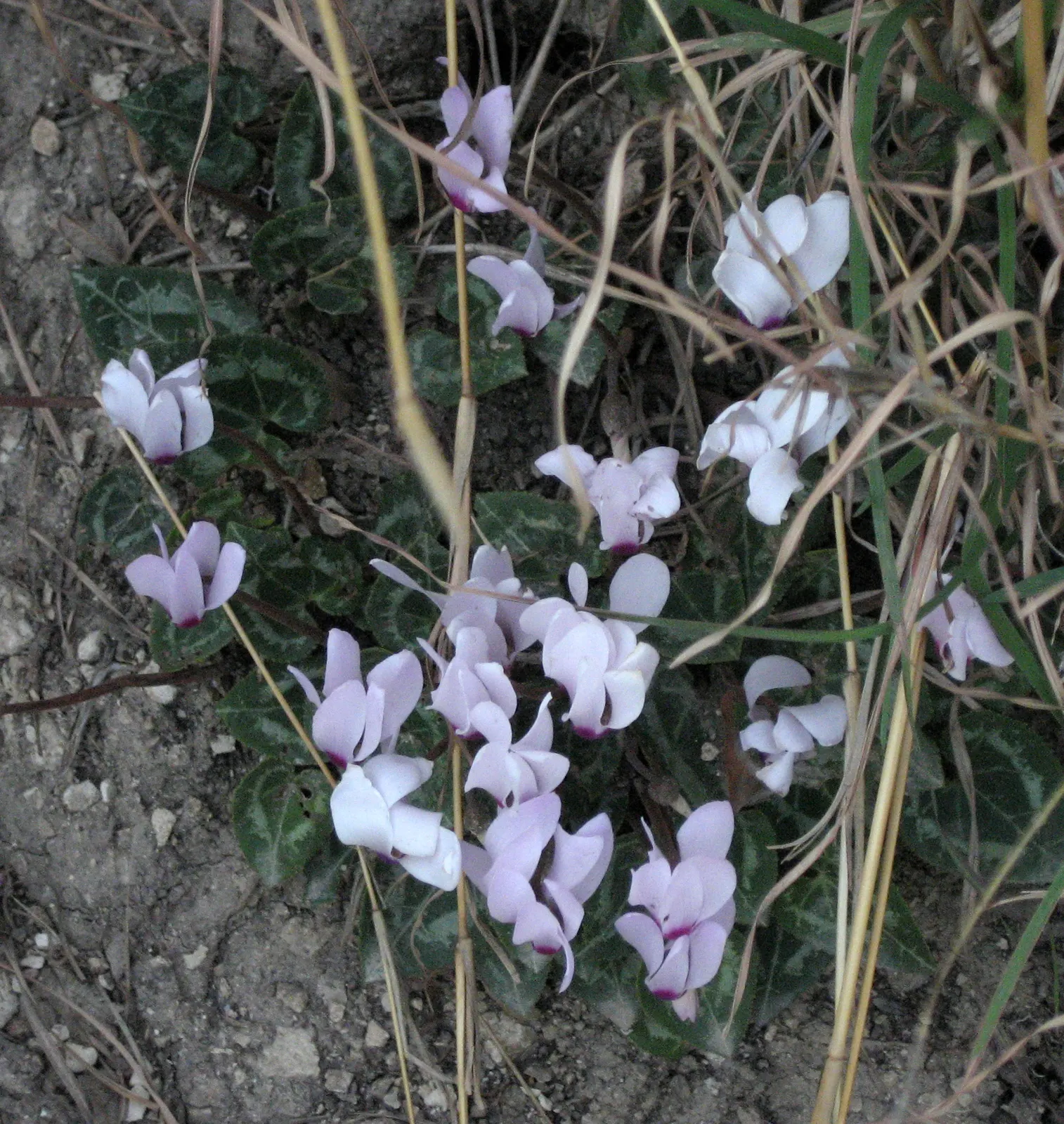 Florists' Cyclamen (Cyclamen Persicum) — for those landscapes subject to freezing temperatures; it is recommended to either overwinter the plants, image 108