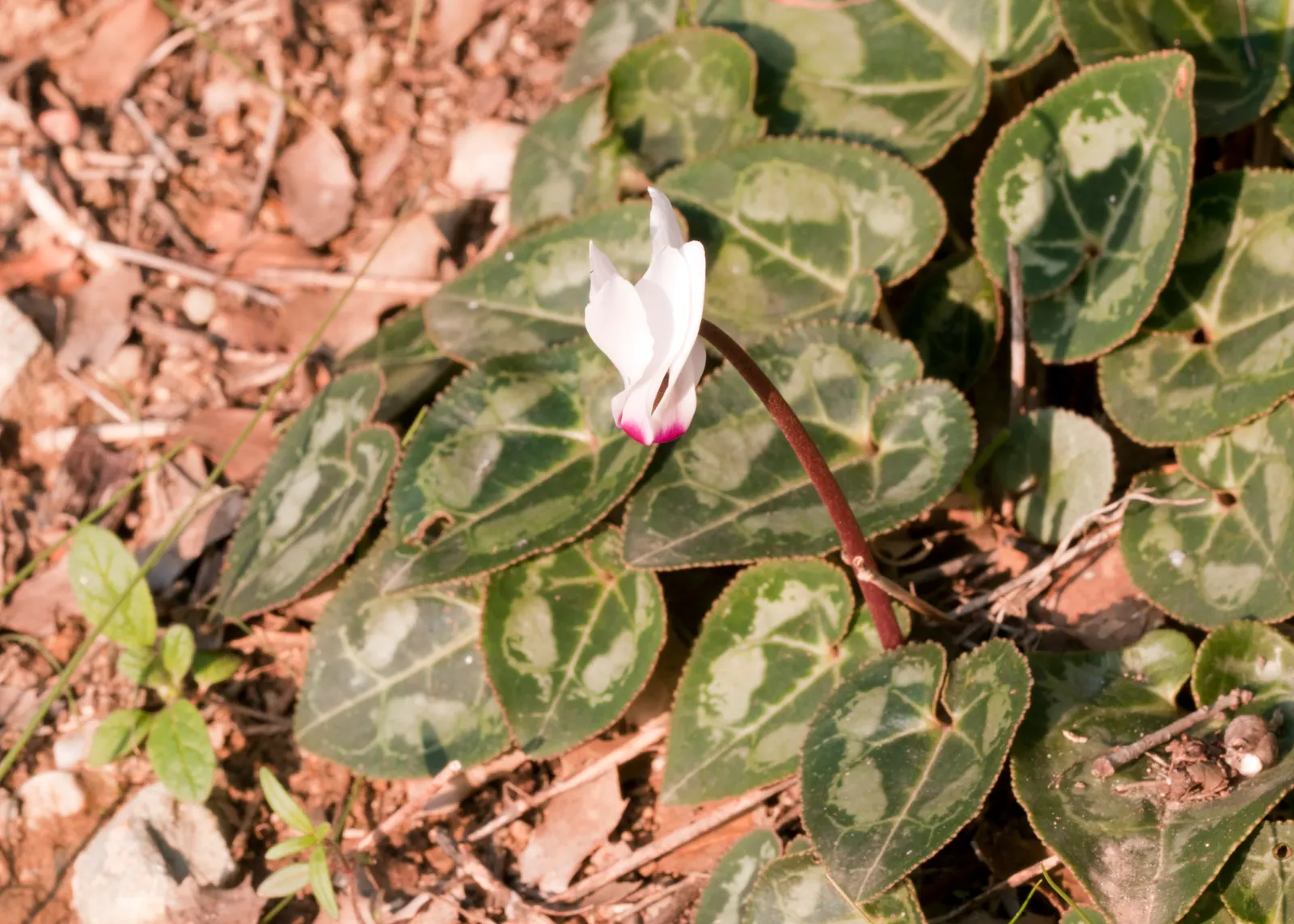 Florists' Cyclamen (Cyclamen Persicum) — which can span from late winter to early spring