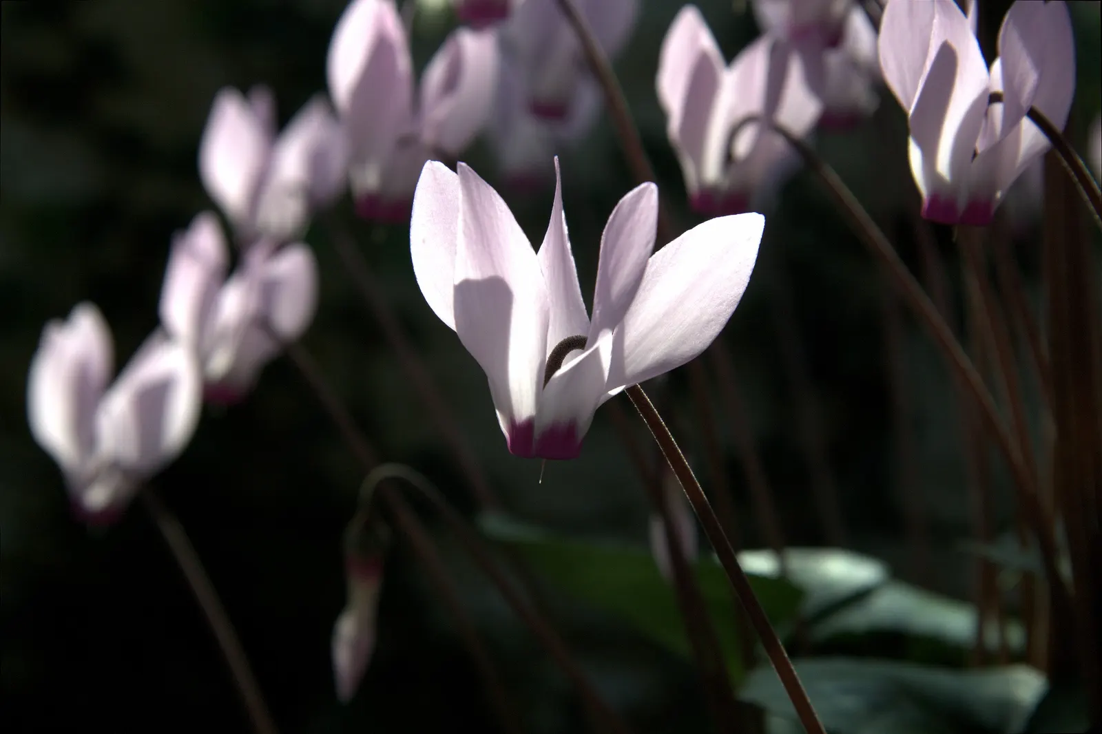 Florists' Cyclamen (Cyclamen Persicum) — flourishing in cooler climates and preferring temperatures between 40&deg;F to 68&deg;F; to ensure optimal, image 95