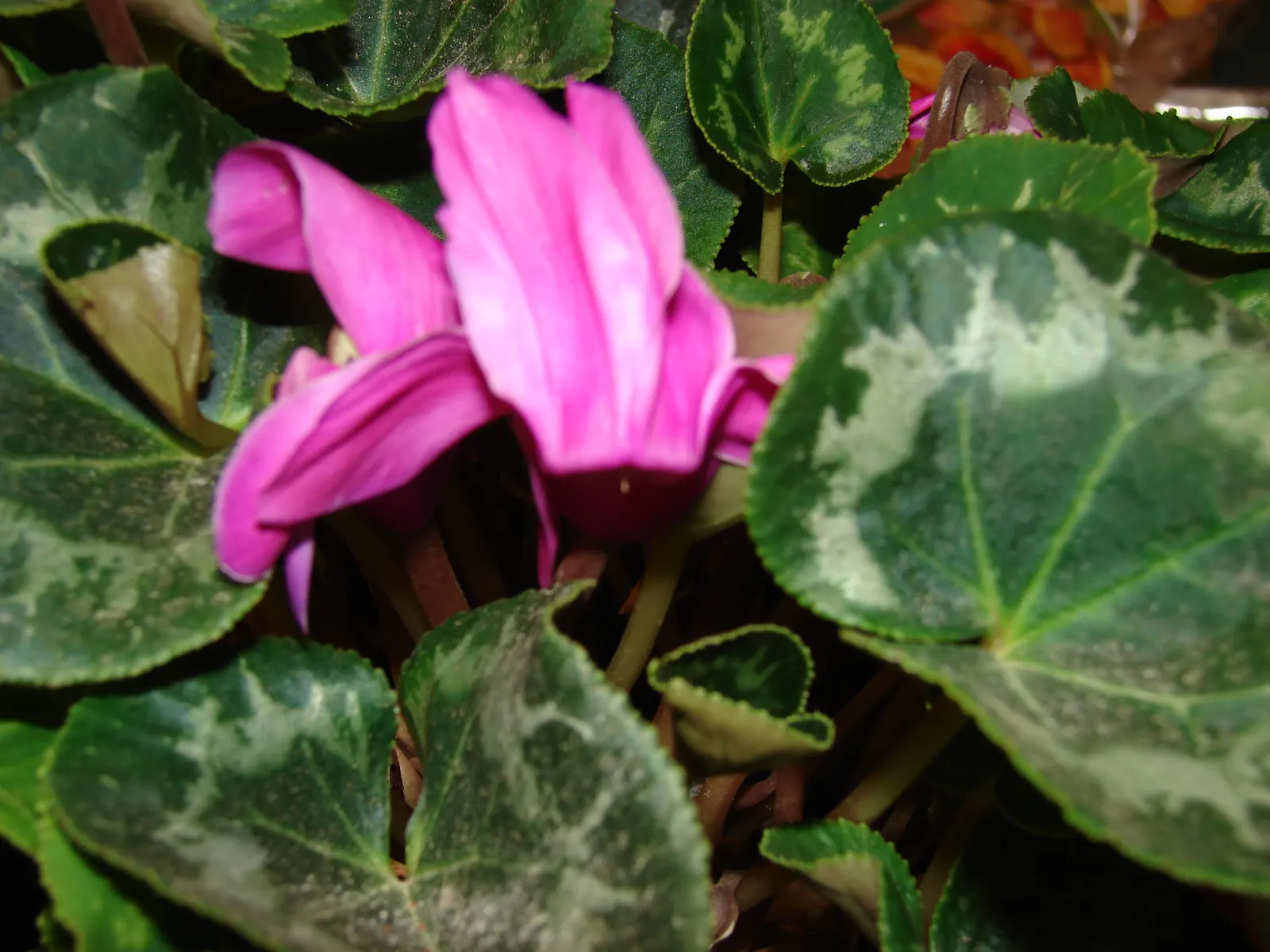 Florists' Cyclamen (Cyclamen Persicum) — Thriving in well-drained soil, keep it moist but not waterlogged; to ensure optimal growth, maintain evenly moist, but