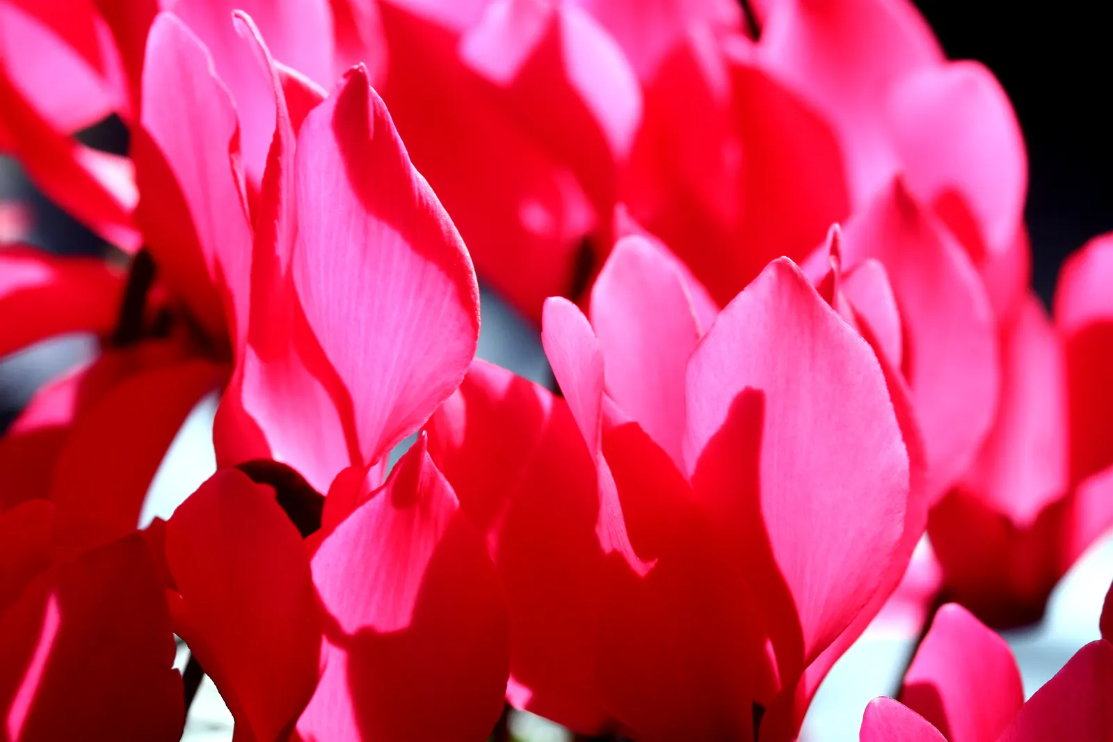 Florists' Cyclamen (Cyclamen Persicum) — pink flowers in the garden; flourishing in cooler climates and preferring temperatures between 40&deg;F to, image 82