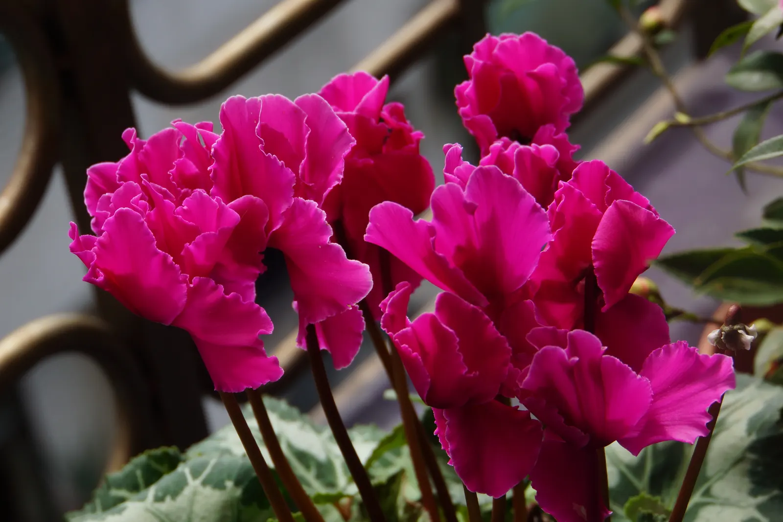 Florists' Cyclamen (Cyclamen Persicum) — which can span from late winter to early spring; hardy in USDA zones 9-11, it provides striking color when, image 69