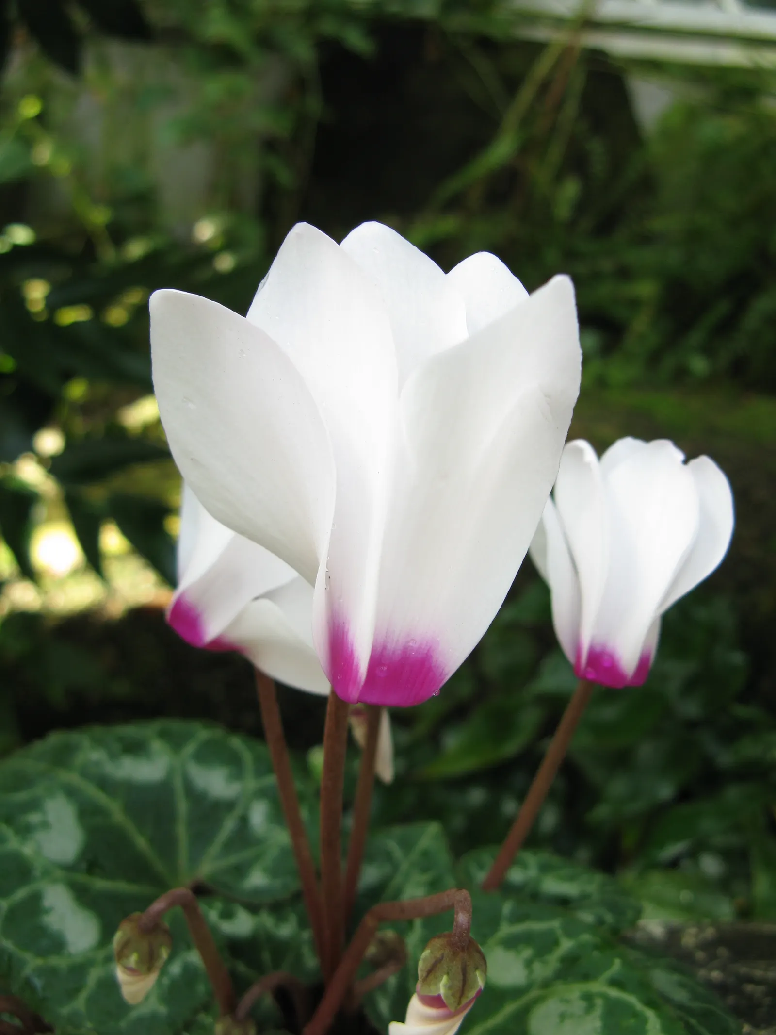 Florists' Cyclamen (Cyclamen Persicum) — for those landscapes subject to freezing temperatures