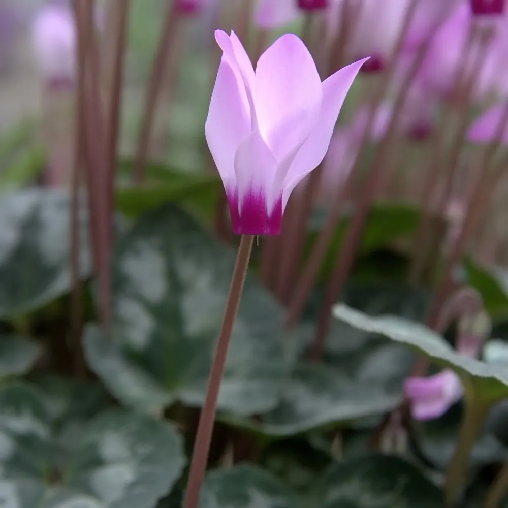 Florists' Cyclamen (Cyclamen Persicum) — Cyclamen persicum thrives in USDA Hardiness Zones 9 to 11; flourishing in cooler climates and preferring, image 94