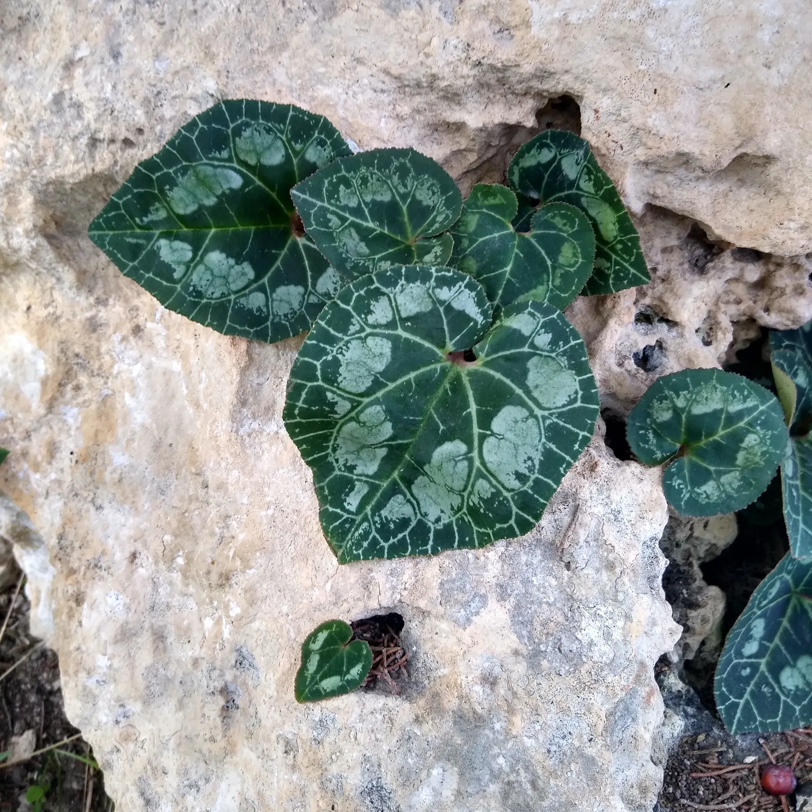 Florists' Cyclamen (Cyclamen Persicum) — Preferring partially shaded environments, it grows 6-9 inches high and spans about the same; hardy in USDA, image 57