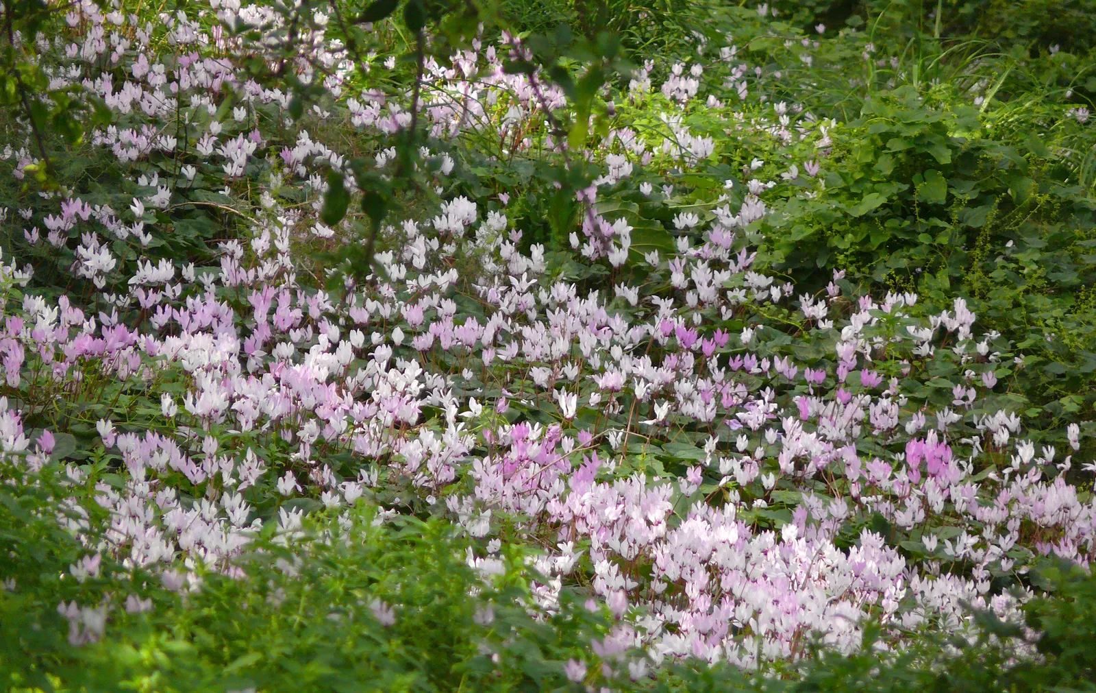 Florists' Cyclamen (Cyclamen Persicum) — it is recommended to either overwinter the plants indoors or treat them as seasonal additions to the garden