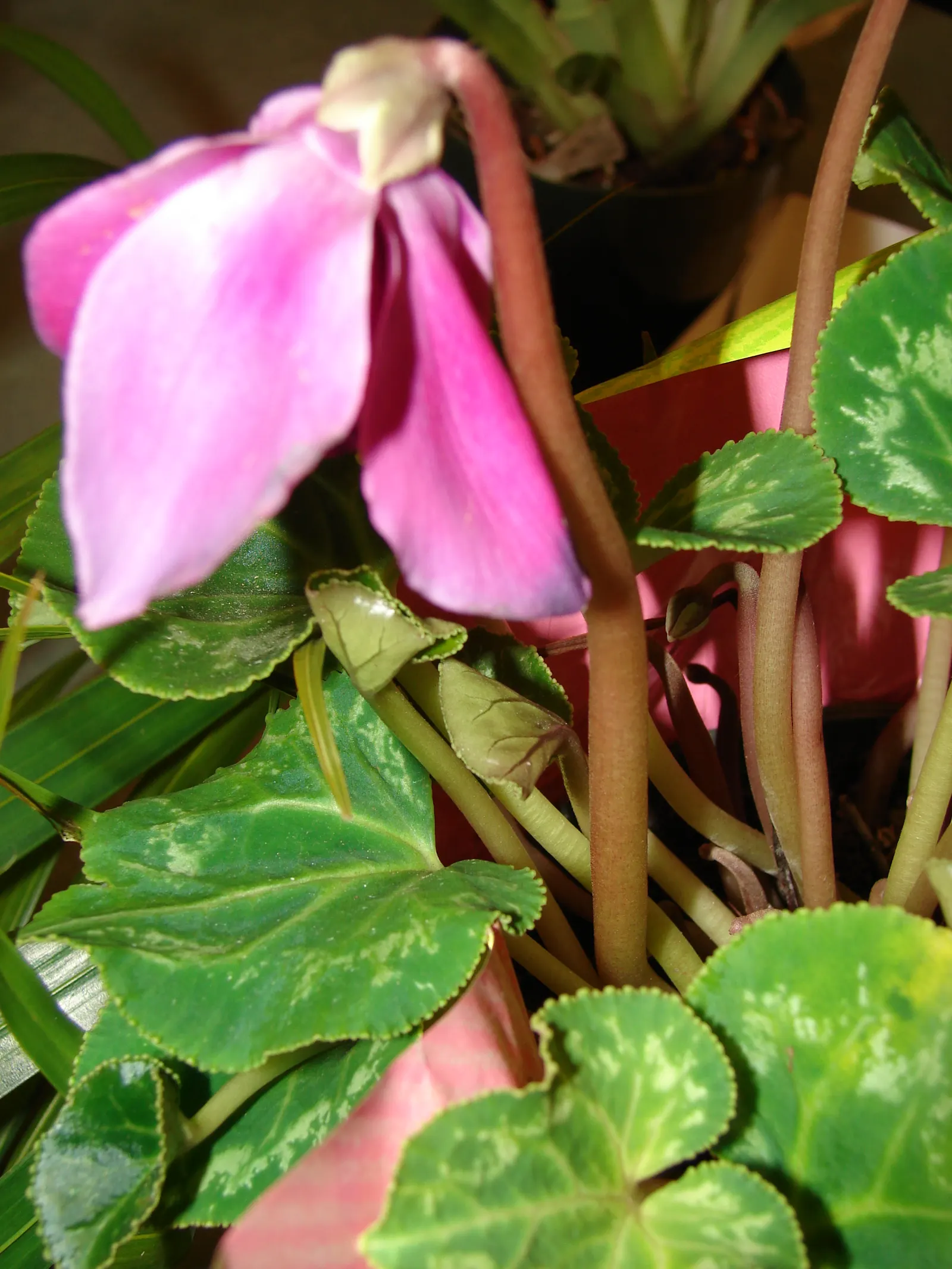 Florists' Cyclamen (Cyclamen Persicum) — scientifically known as Cyclamen persicum; flourishing in cooler climates and preferring temperatures between 40°F
