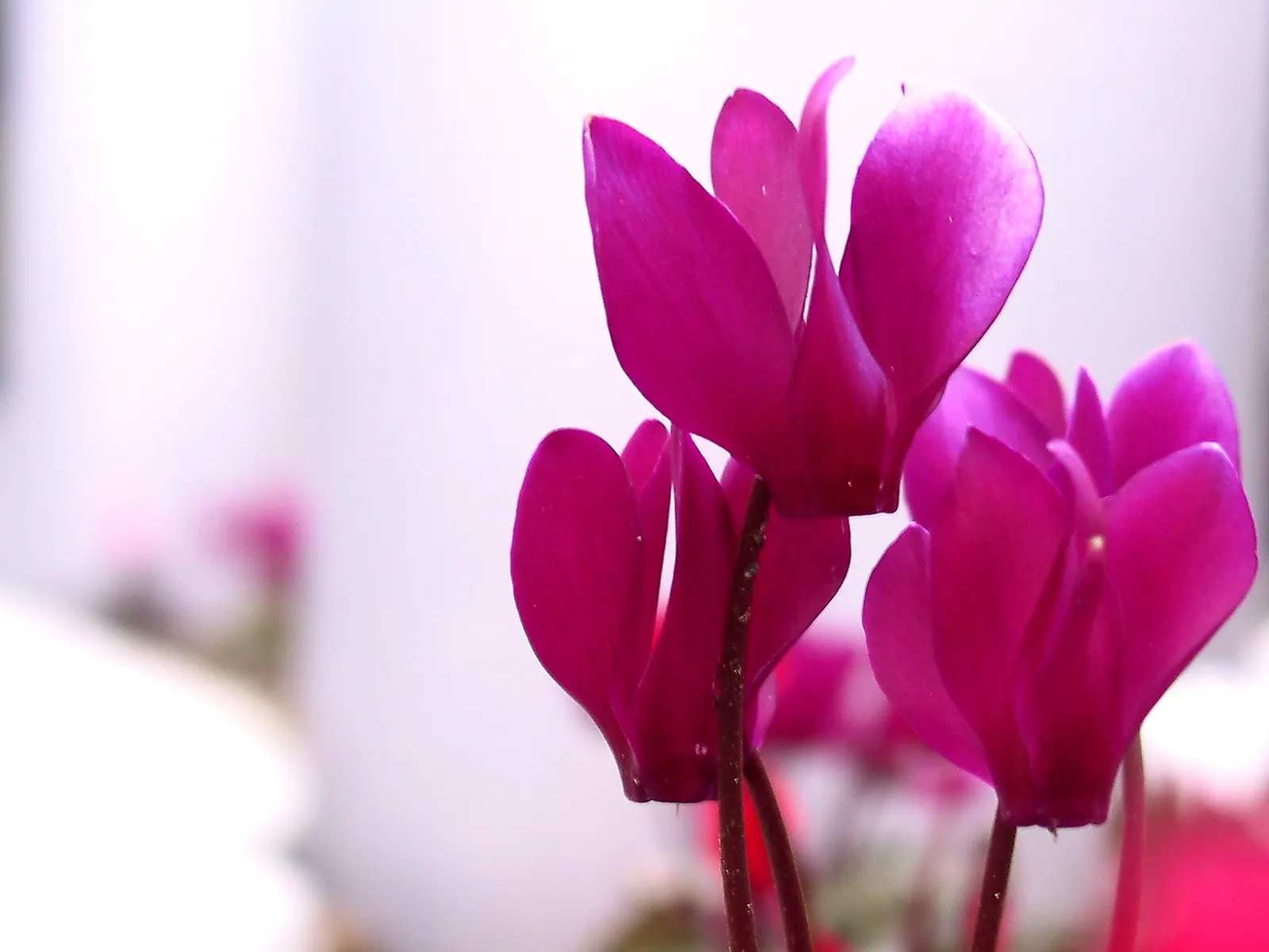 Florists' Cyclamen (Cyclamen Persicum) — This plant's compact size makes it ideal for grouped plantings, rock gardens, or as a vivacious border; it, image 76