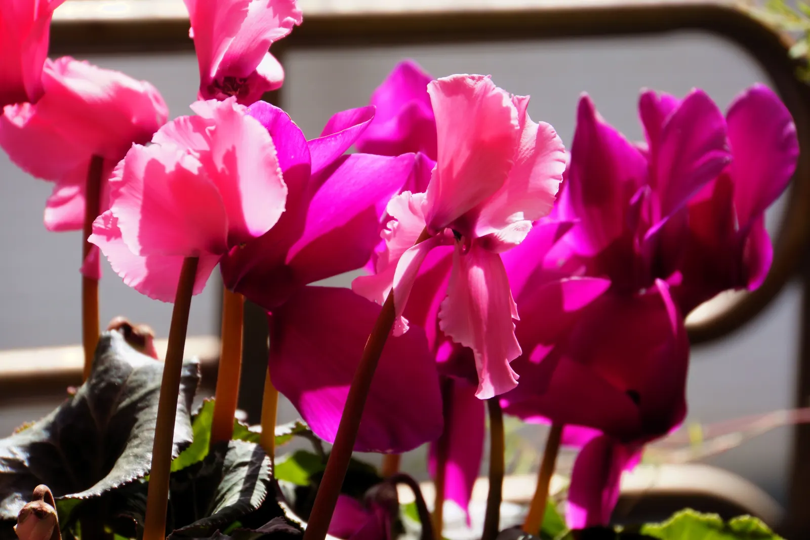 Florists' Cyclamen (Cyclamen Persicum) — Regularly deadhead spent flowers to encourage further blooming and ensure a tidy appearance; to ensure optimal growth