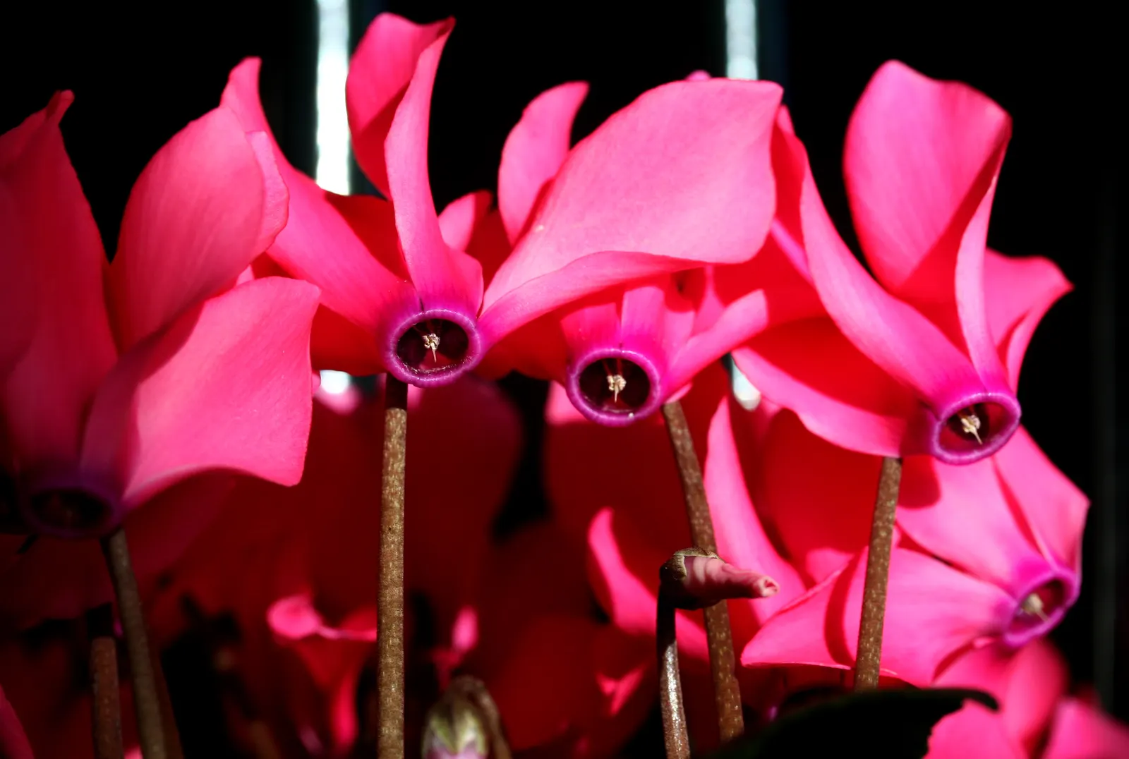 Florists' Cyclamen (Cyclamen Persicum) — which can span from late winter to early spring; hardy in USDA zones 9-11, it provides striking color when, image 97
