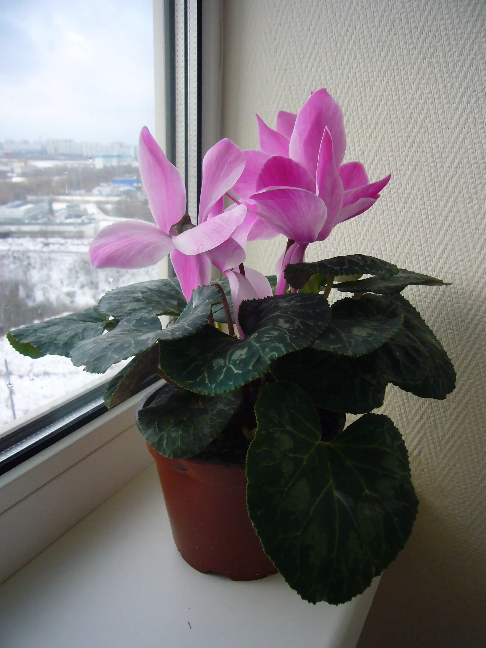 Florists' Cyclamen (Cyclamen Persicum) — Preferring partially shaded environments, it grows 6-9 inches high and spans about the same; hardy in USDA, image 85