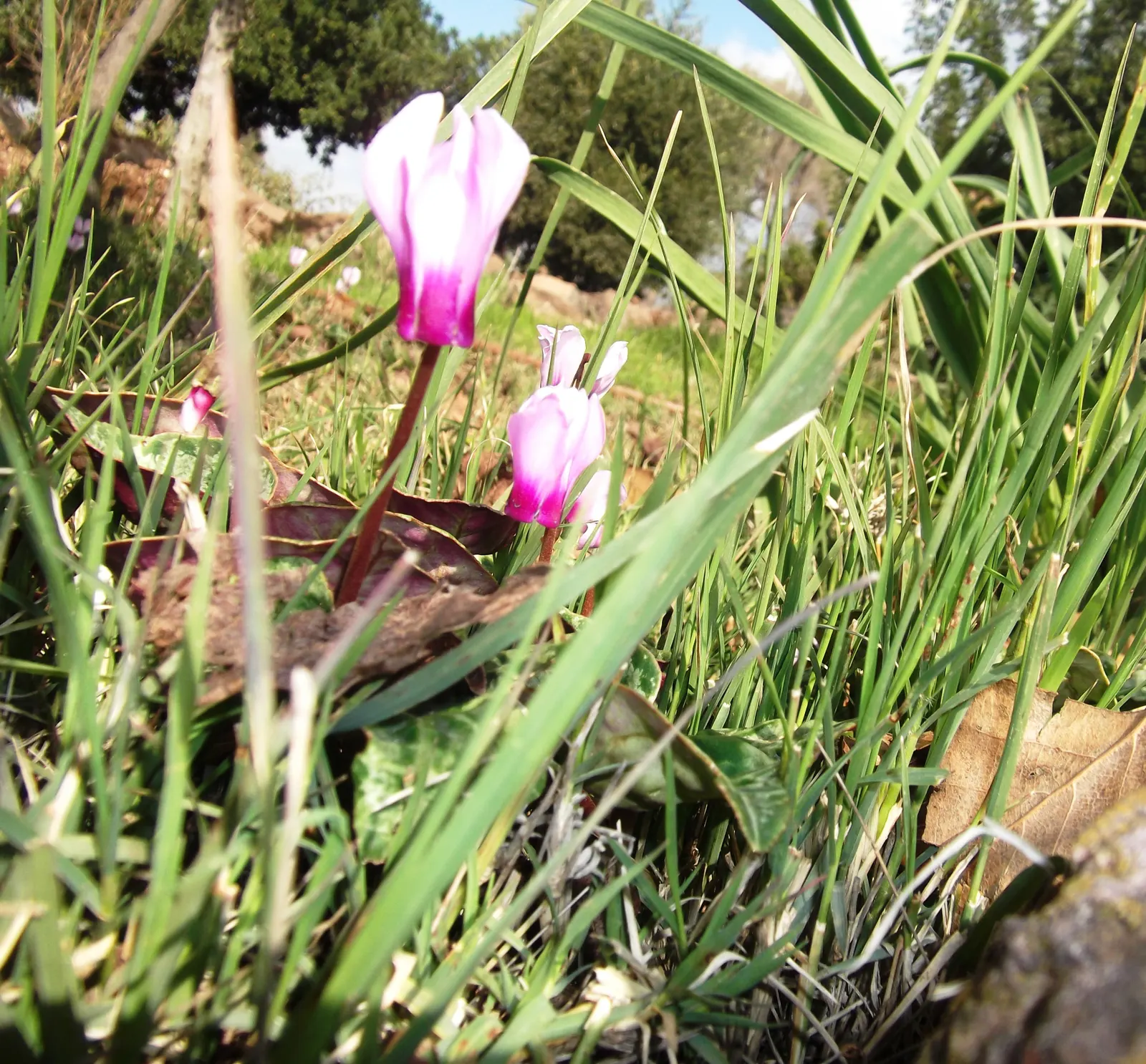 Florists' Cyclamen (Cyclamen Persicum) — Each blossom stands on a stem up to 12 inches high and showcases a range of vibrant hues including pink; to ensure