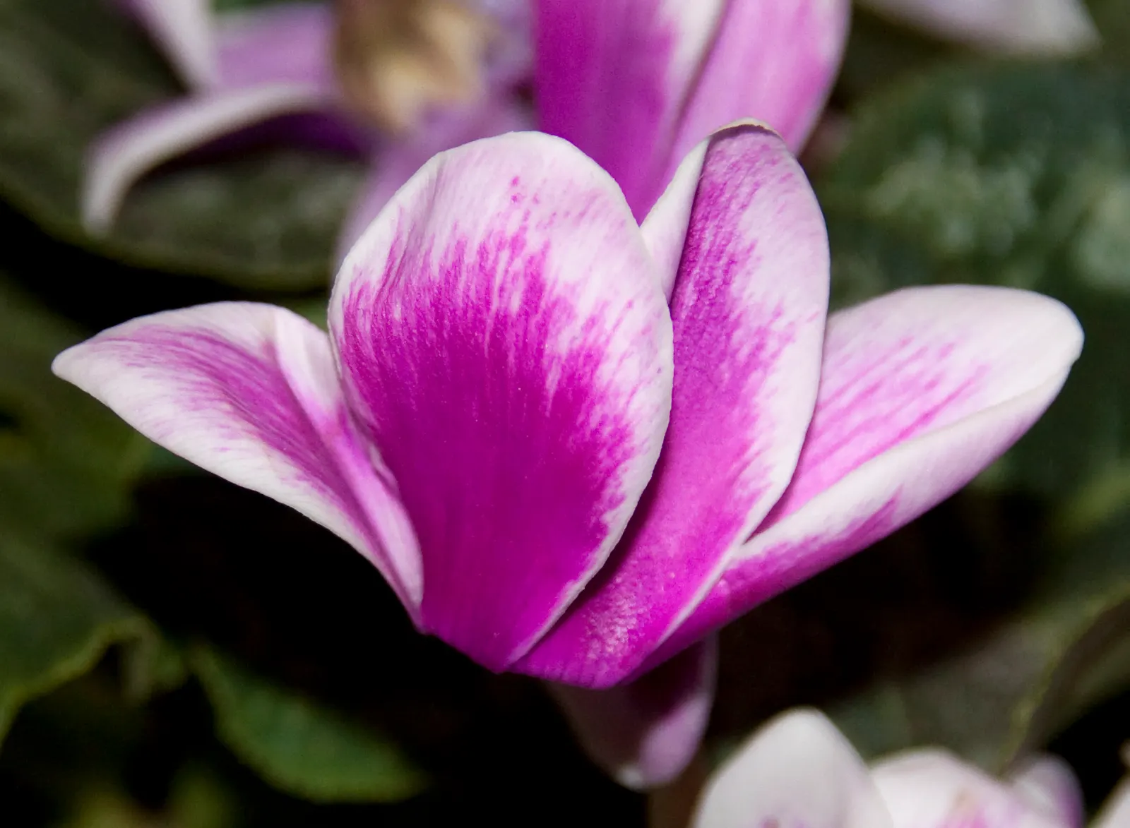 Florists' Cyclamen (Cyclamen Persicum) — Hardy in USDA zones 9-11, it provides striking color when most plants are dormant; it is recommended to, image 60