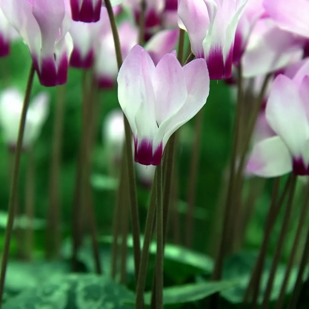 Florists' Cyclamen (Cyclamen Persicum) — Each blossom stands on a stem up to 12 inches high and showcases a range of vibrant hues including pink, image 99