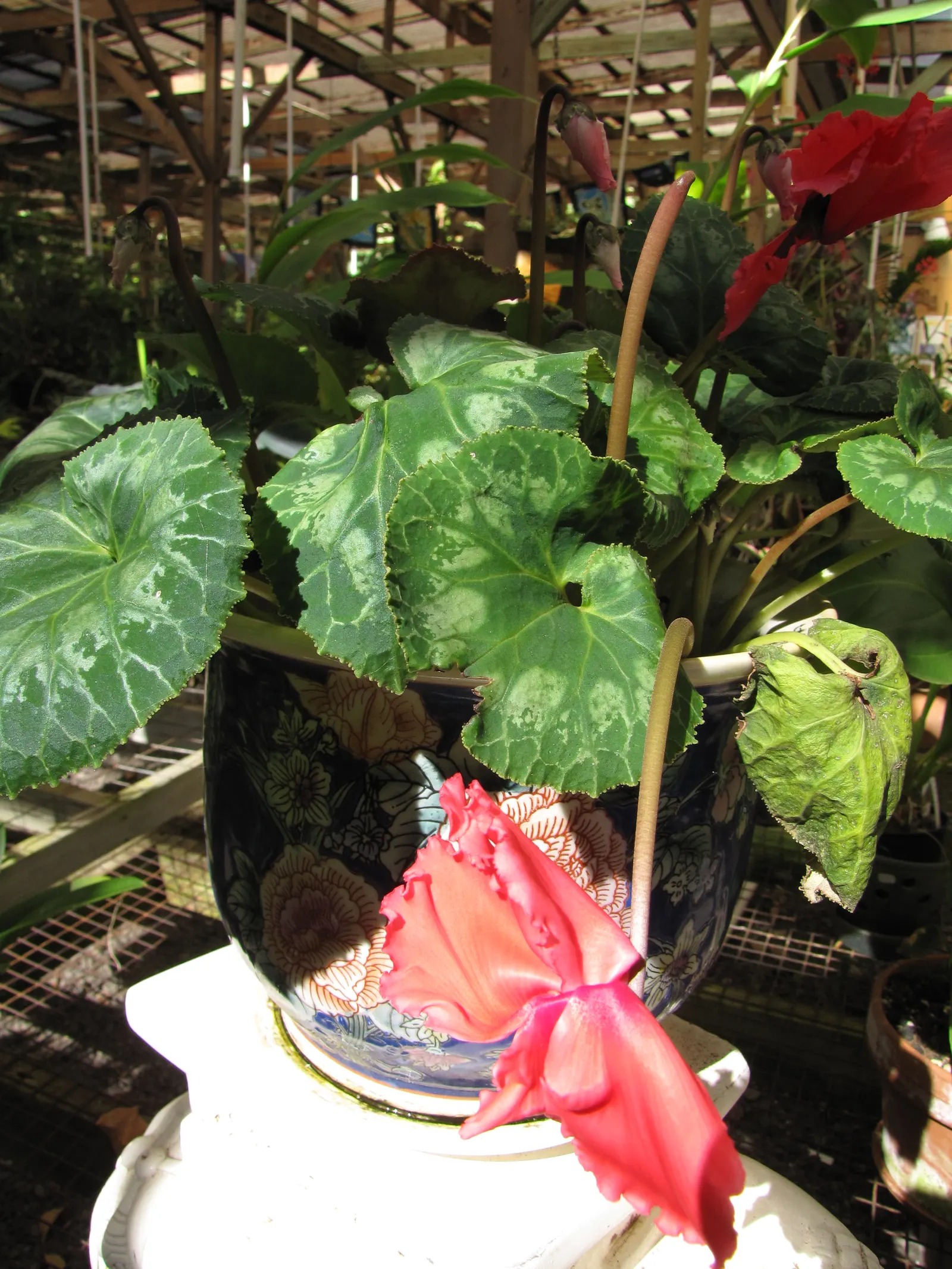 Florists' Cyclamen (Cyclamen Persicum) — This herbaceous perennial is appreciated for its ornamental value; it is recommended to either overwinter the plants