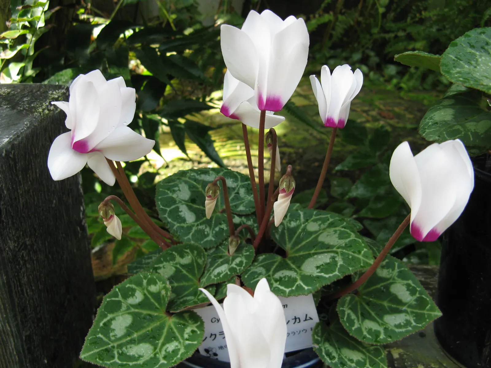 Florists' Cyclamen (Cyclamen Persicum) — typically reaching a modest height of 6 to 9 inches with a similar spread
