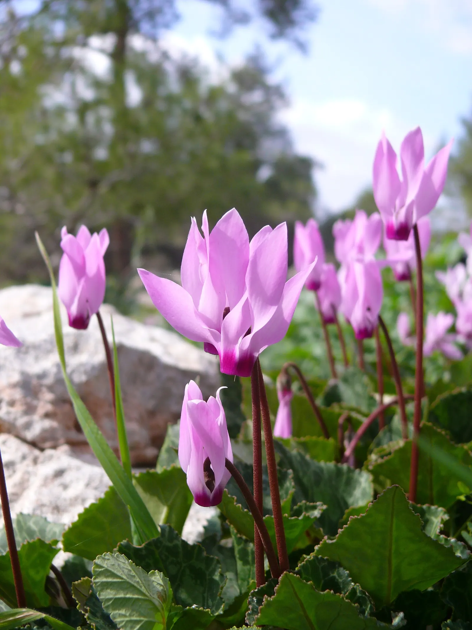 Florists' Cyclamen (Cyclamen Persicum) — the Florists' Cyclamen produces upright; flourishing in cooler climates and preferring temperatures between 40°F