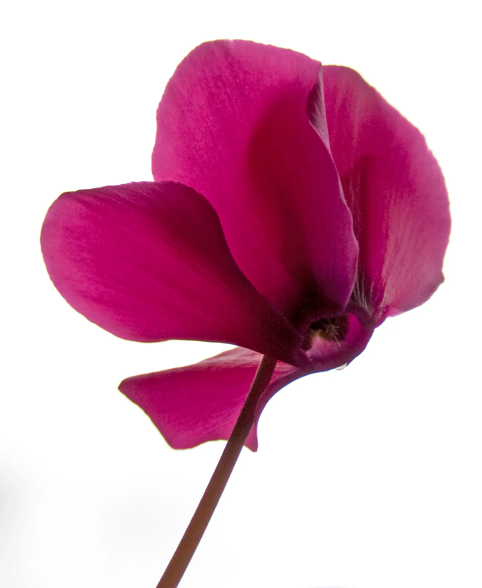 Florists' Cyclamen (Cyclamen Persicum) — scientifically known as Cyclamen persicum; flourishing in cooler climates and preferring temperatures, image 90