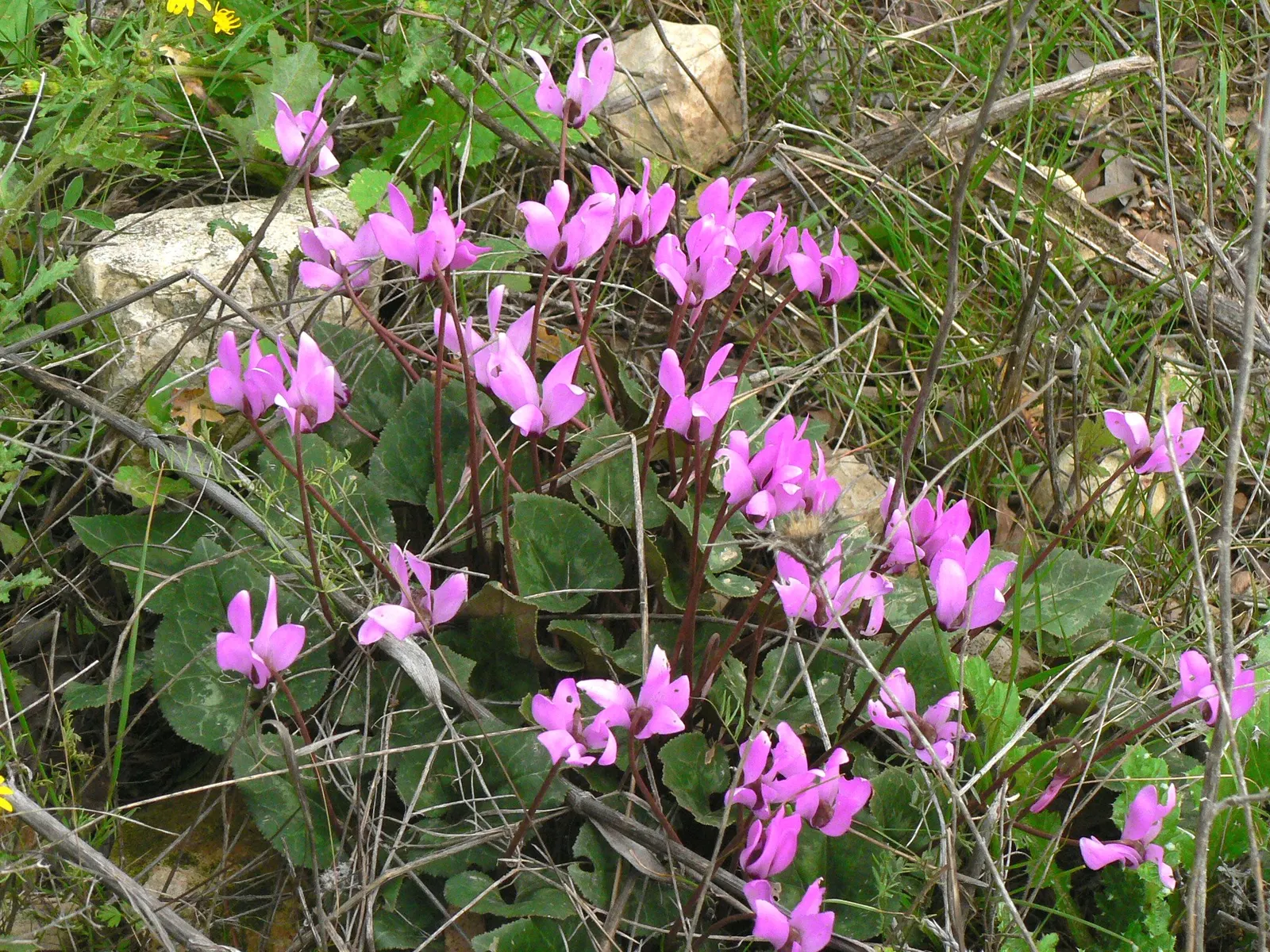 Florists' Cyclamen (Cyclamen Persicum) — When informing the client; hardy in USDA zones 9-11, it provides striking color when most plants are dormant