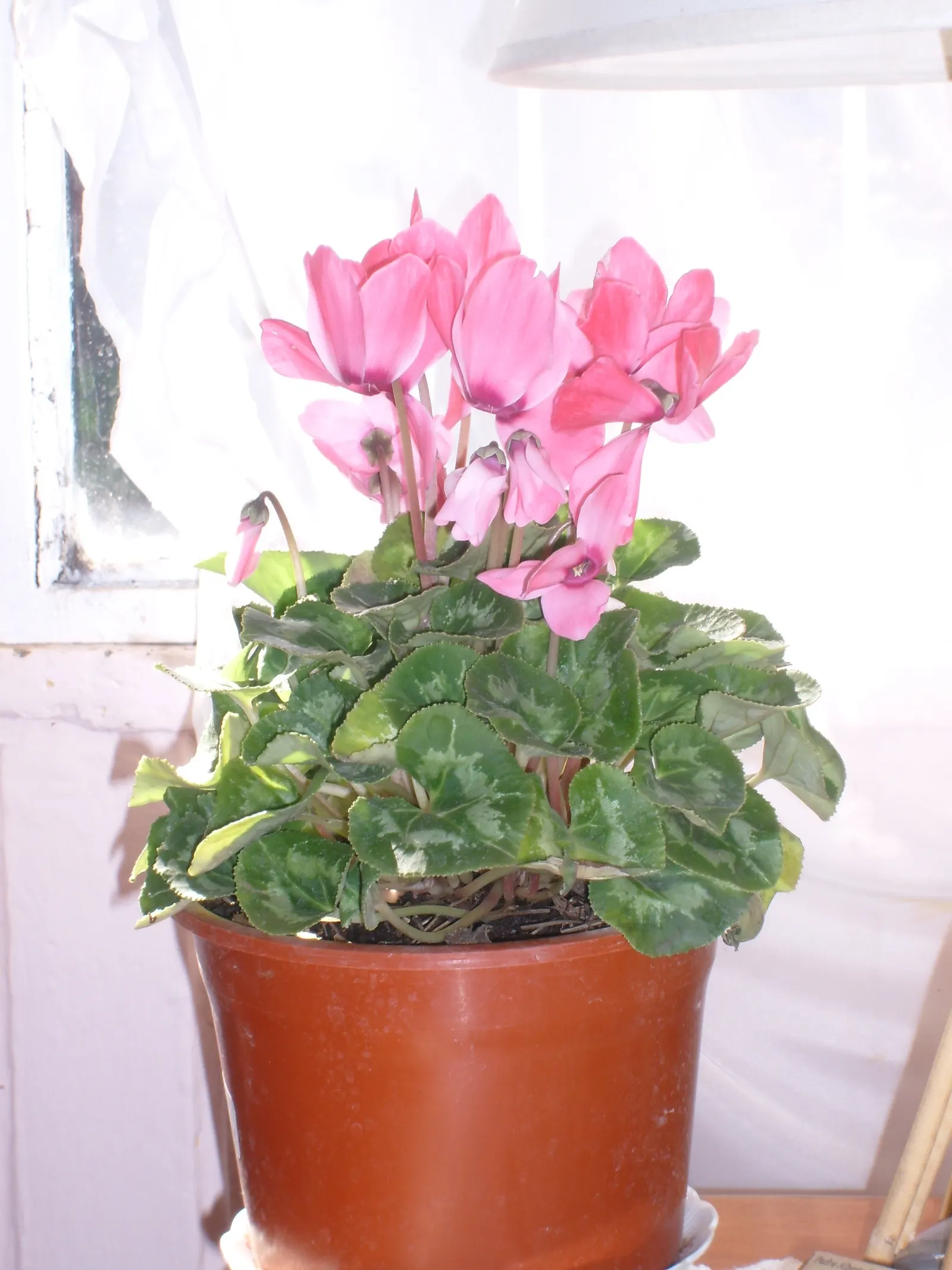 Florists' Cyclamen (Cyclamen Persicum) — Flowers range from white to purple, appearing in winter to spring; flourishing in cooler climates and, image 58