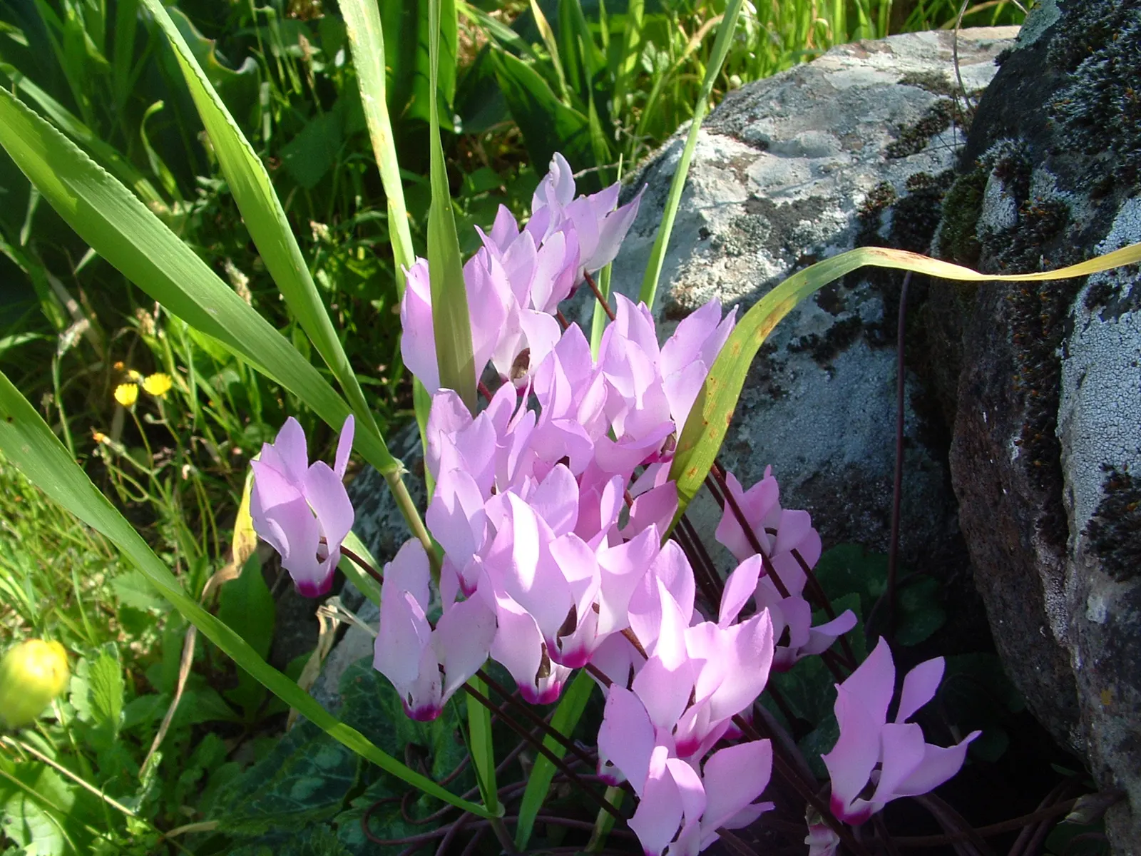 Florists' Cyclamen (Cyclamen Persicum) — Flowers range from white to purple, appearing in winter to spring