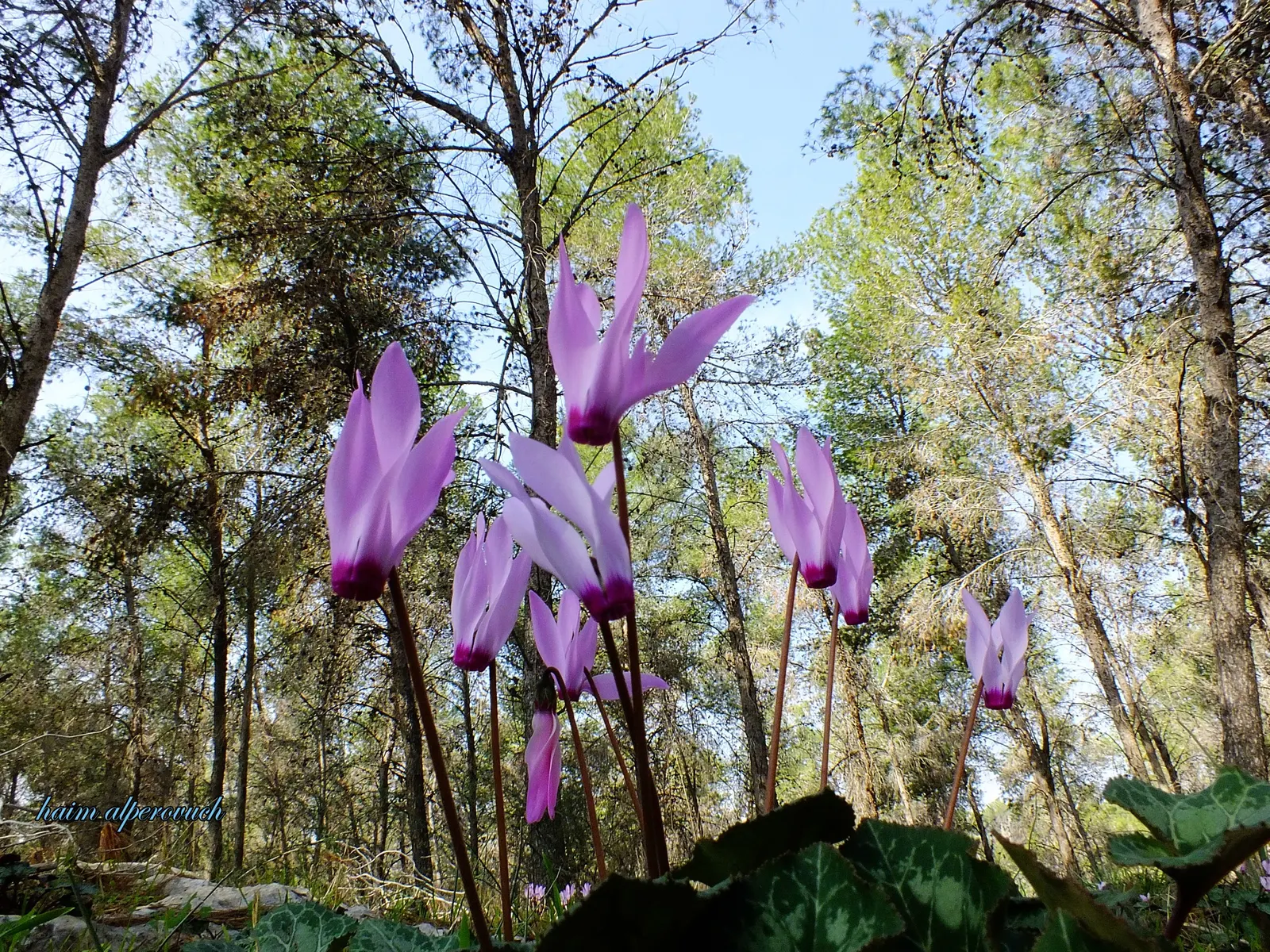 Florists' Cyclamen (Cyclamen Persicum) — the Florists' Cyclamen produces upright; flourishing in cooler climates and preferring temperatures, image 98