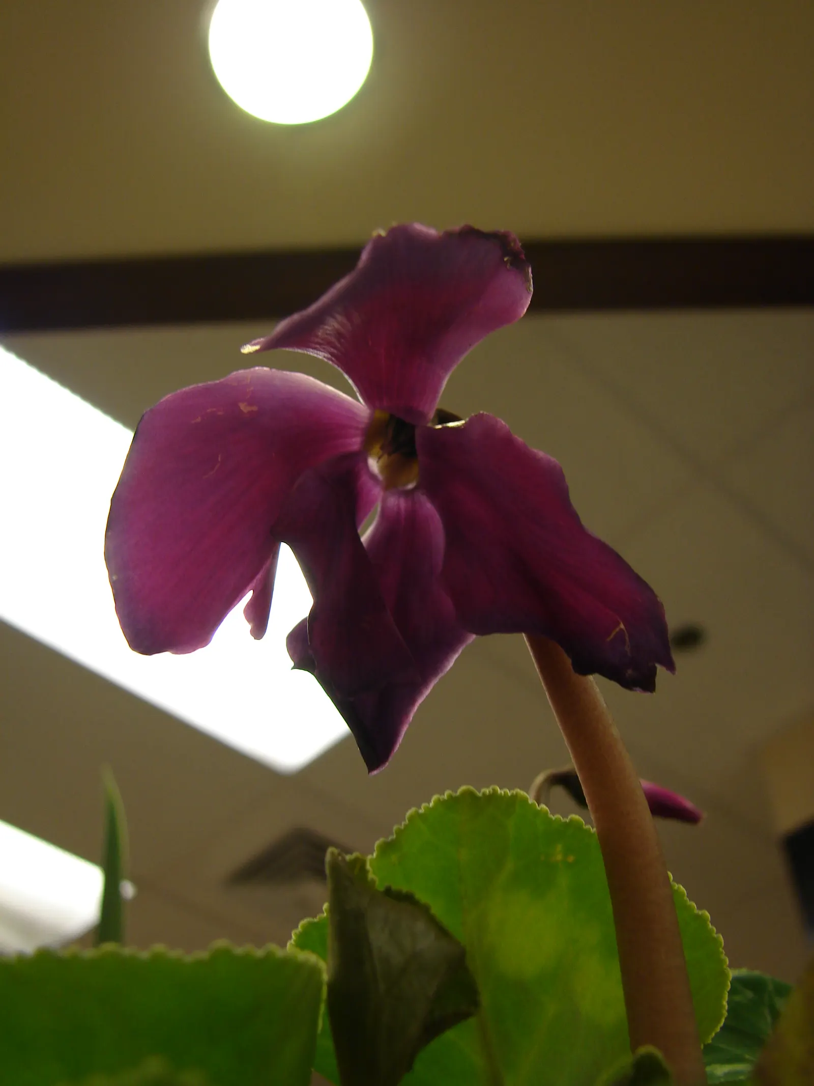 Florists' Cyclamen (Cyclamen Persicum) — the Florists' Cyclamen produces upright