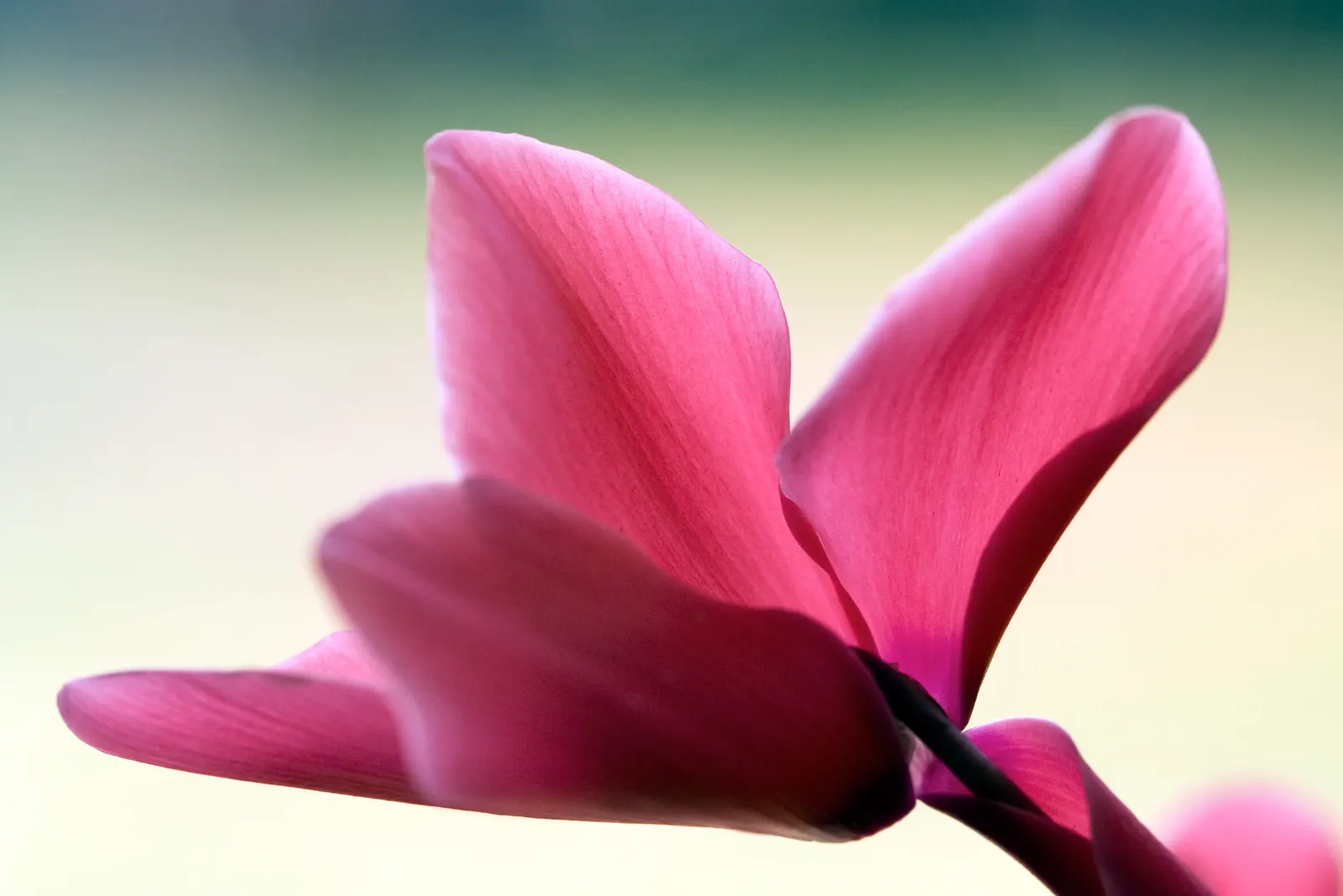 Florists' Cyclamen (Cyclamen Persicum) — <br><br>Keep in mind that while this plant is a perennial in its native range; flourishing in cooler, image 106