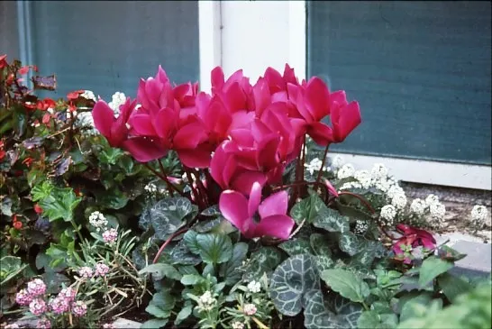 Florists' Cyclamen (Cyclamen Persicum) — Each blossom stands on a stem up to 12 inches high and showcases a range of vibrant hues including pink